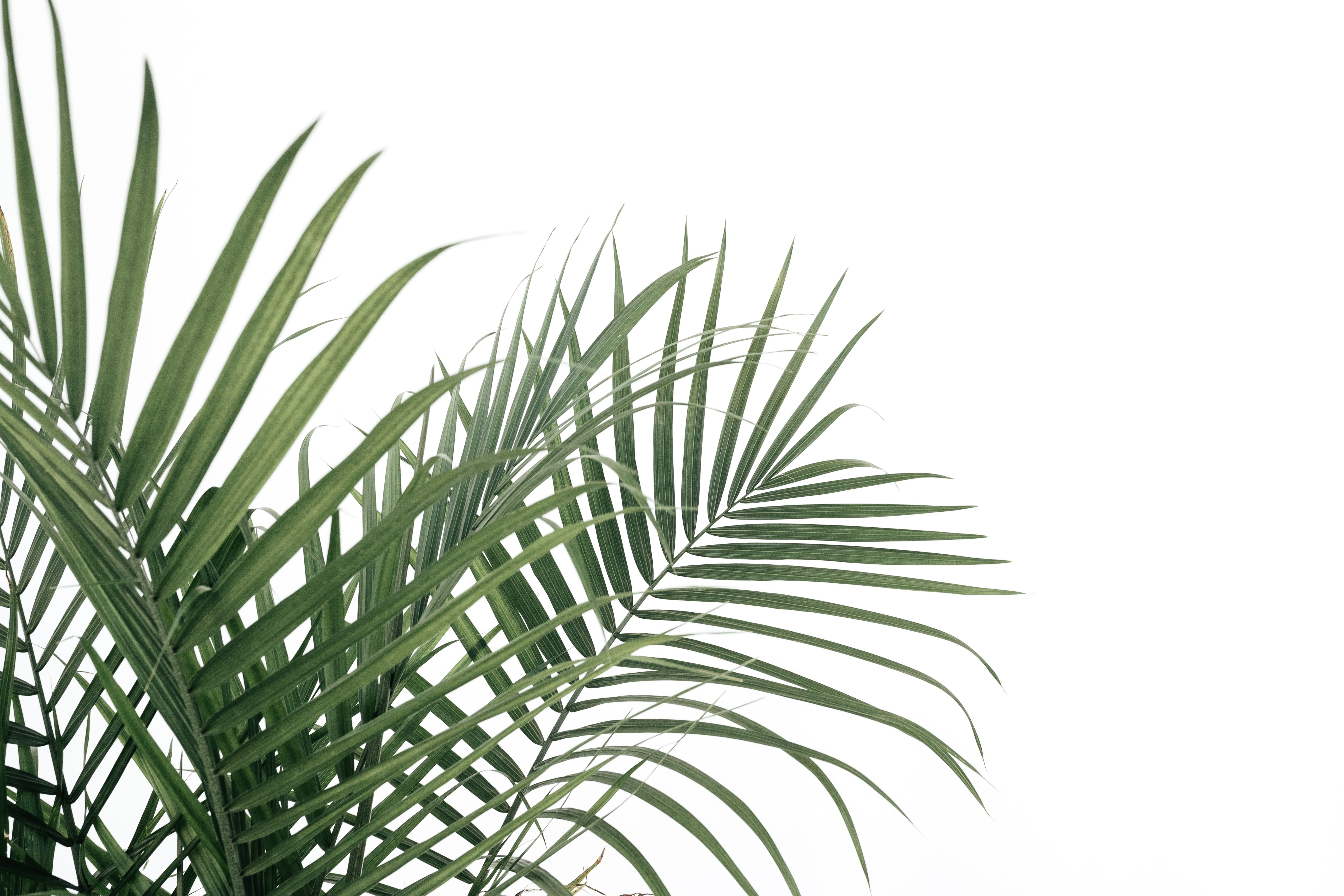 studio shot, palm tree, palm leaf, flora, green color, 5K, cut out, business, plant part, conifer, freshness, no people, office, close-up, growth, minneapolis, HD Wallpaper