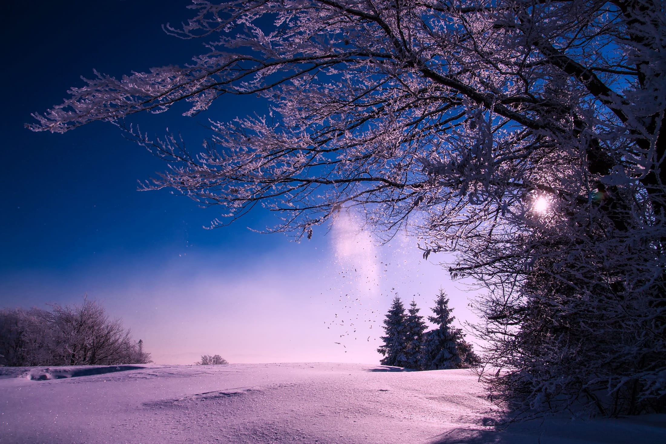 plant, scenic, frost, travel, trees, cold, frozen, fog, dusk, environment, evening, snow, cold temperature, outdoors, tranquility, woods, forest, sunset, HD Wallpaper