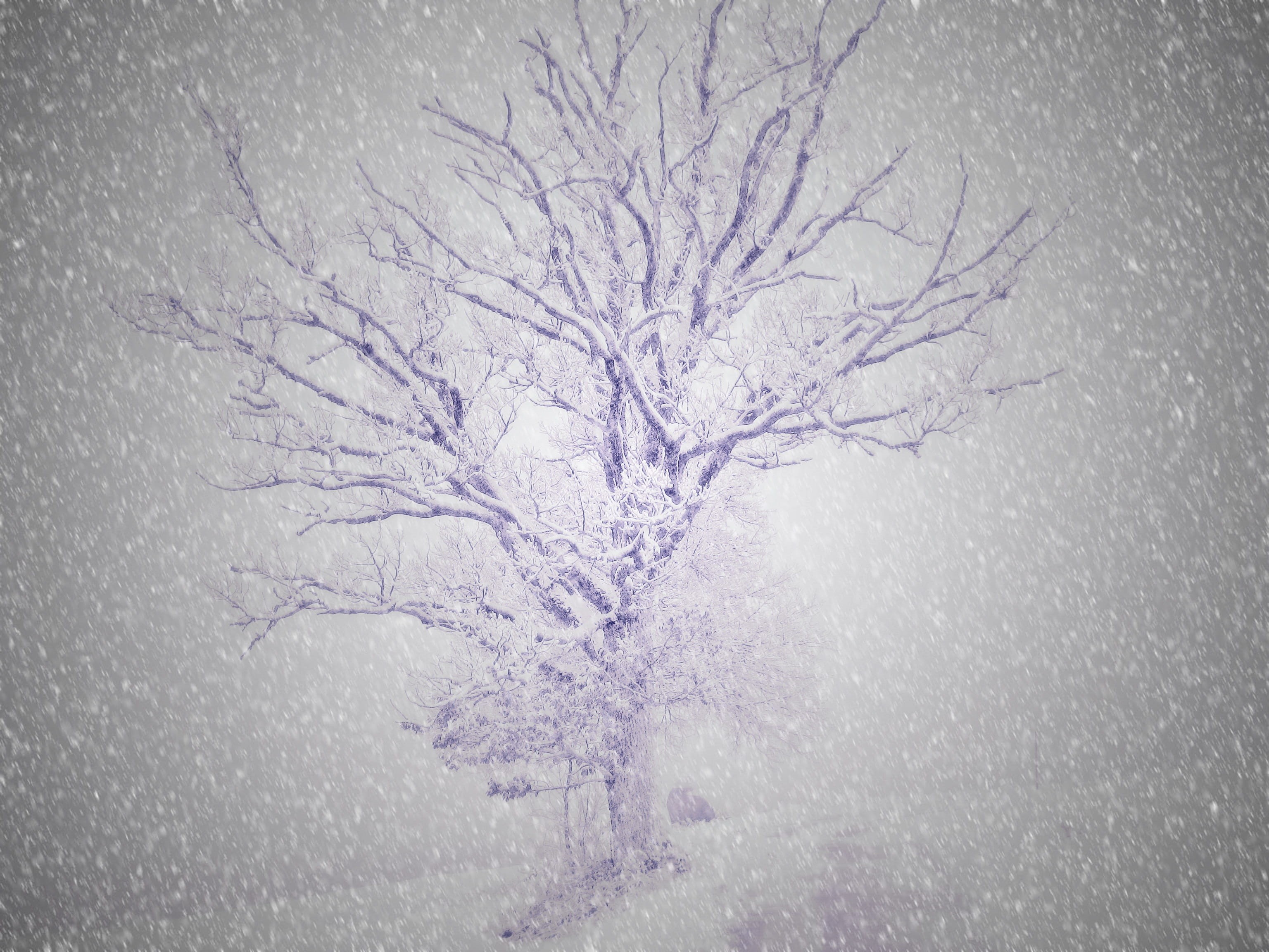 fog, season, beauty in nature, purple, Tree, no People, winter, ice, Wintry, bare tree, nature, frozen, extreme weather, weather, cold temperature, blue, HD Wallpaper