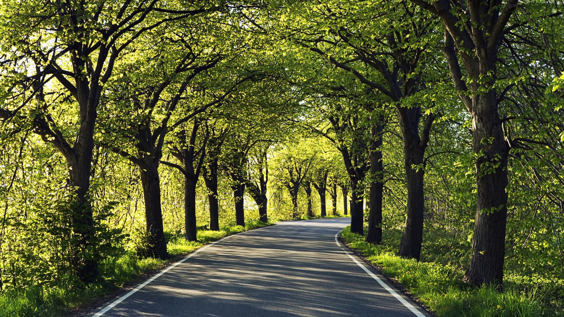 no people, season, leaves, clouds, trunk, foliage, empty road, nature, outdoor, tree trunk, direction, road, alley, city, travel, grass, scenery, transportation, HD Wallpaper