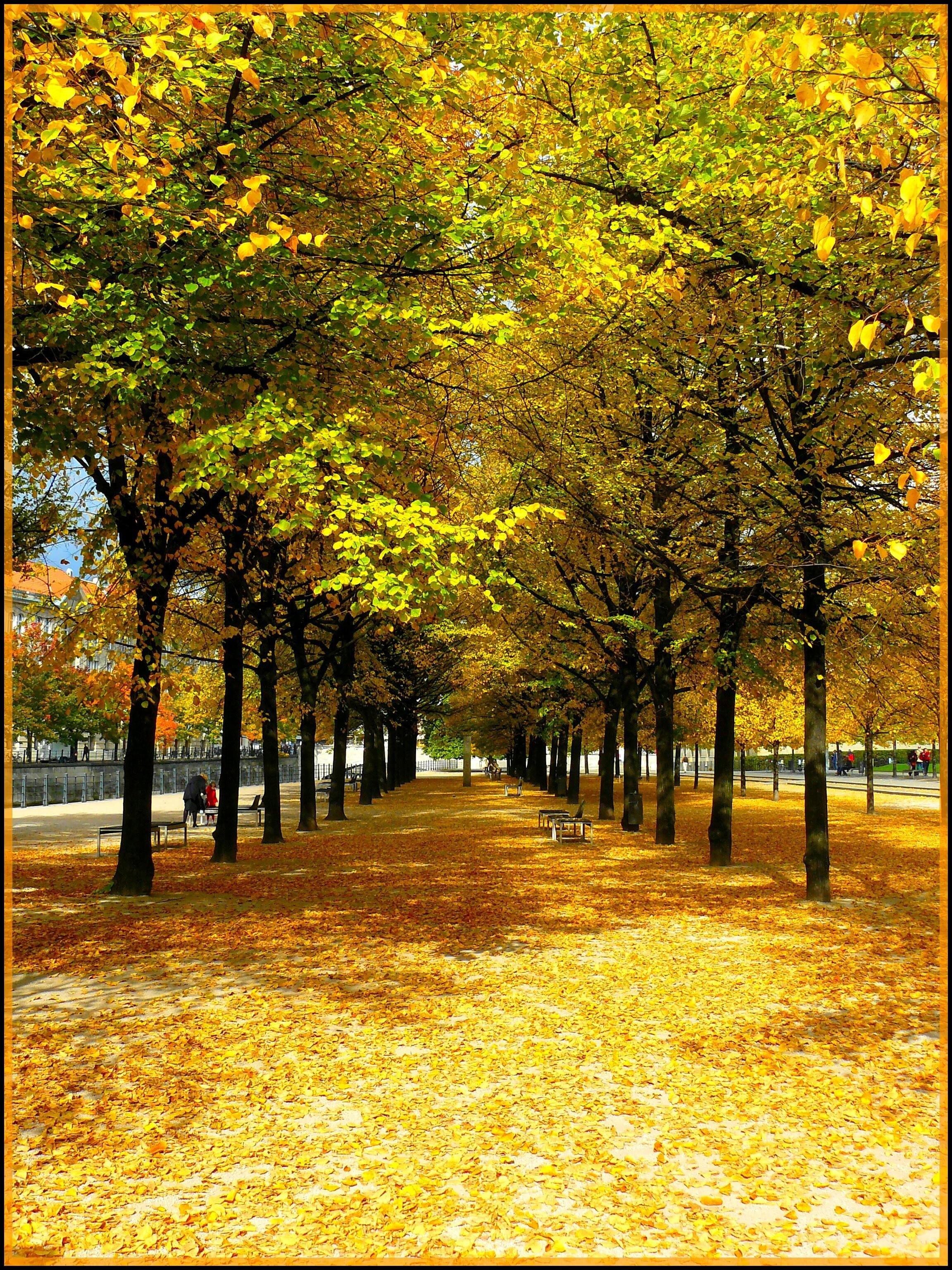 road, rest, tree lined avenue, capital, color, tranquility, vibrant Color, germany, tree, lighting, shadow, forest, golden autumn, october, park - Man Made Space, Phone HD Wallpaper