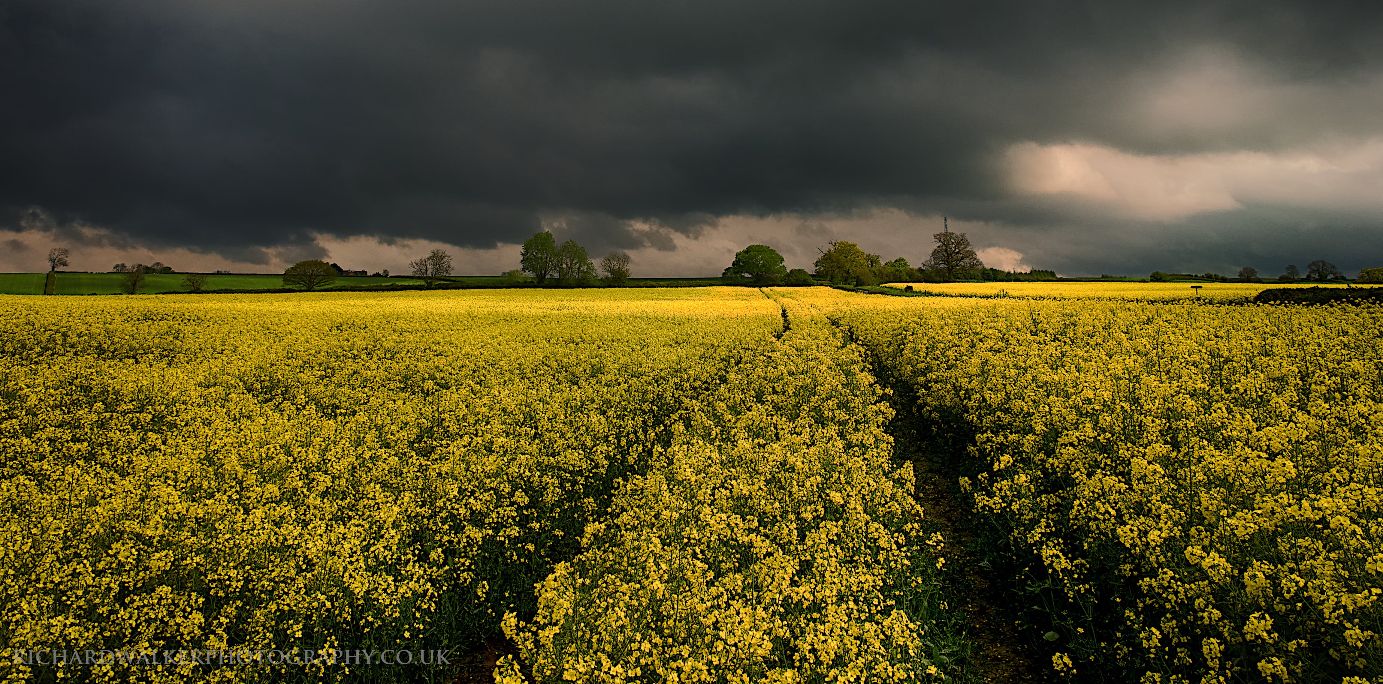 gray, skyu, tracks, trees, stormy, nature, outdoors, landscape, field, oilseed Rape, blue, flower, cloudy, scenics, spring, 4K, crop, summer, cloudscape, HD Wallpaper