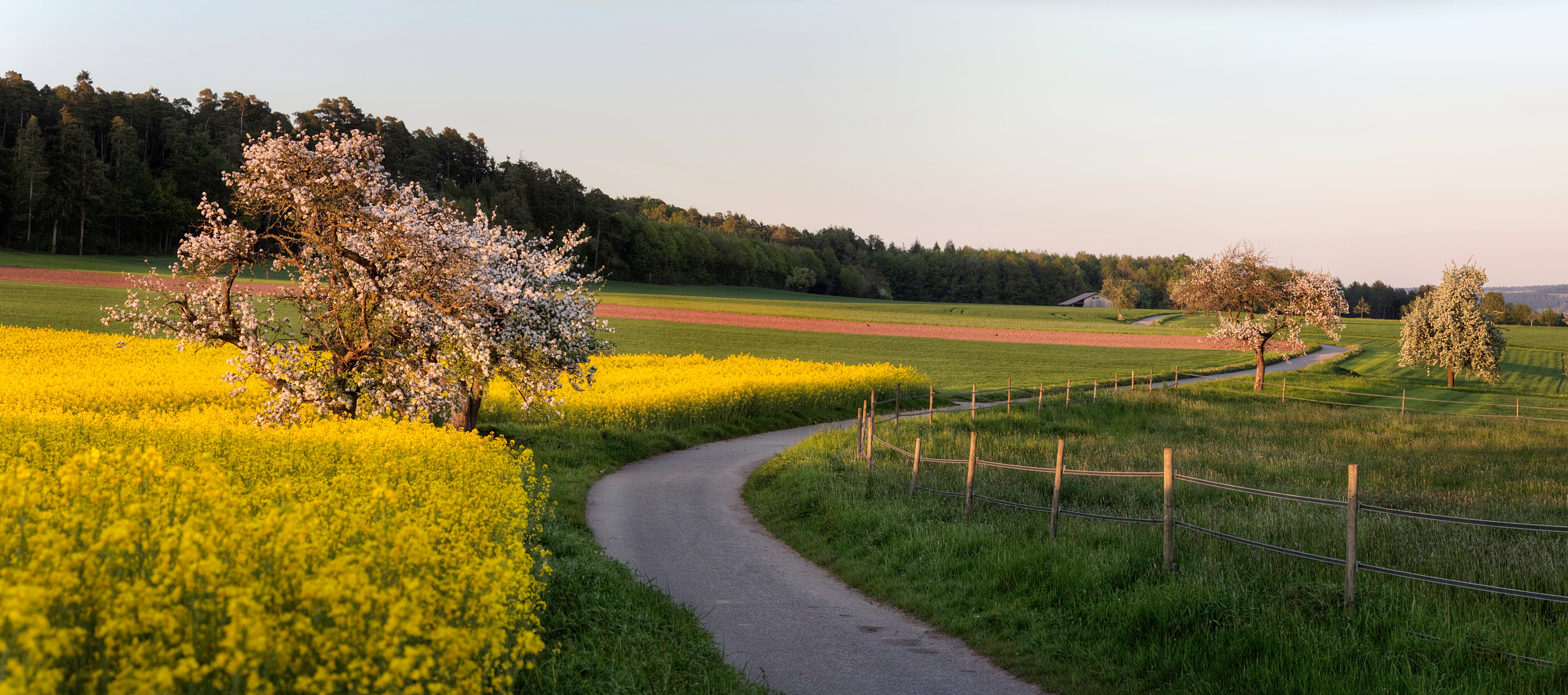 yellow, Baum, outdoors, springtime, Weg, summer, winding, rural Scene, oilseed Rape, fields, road, field, farm, winding road, landscaped, agriculture, Baden Württemberg, HD Wallpaper