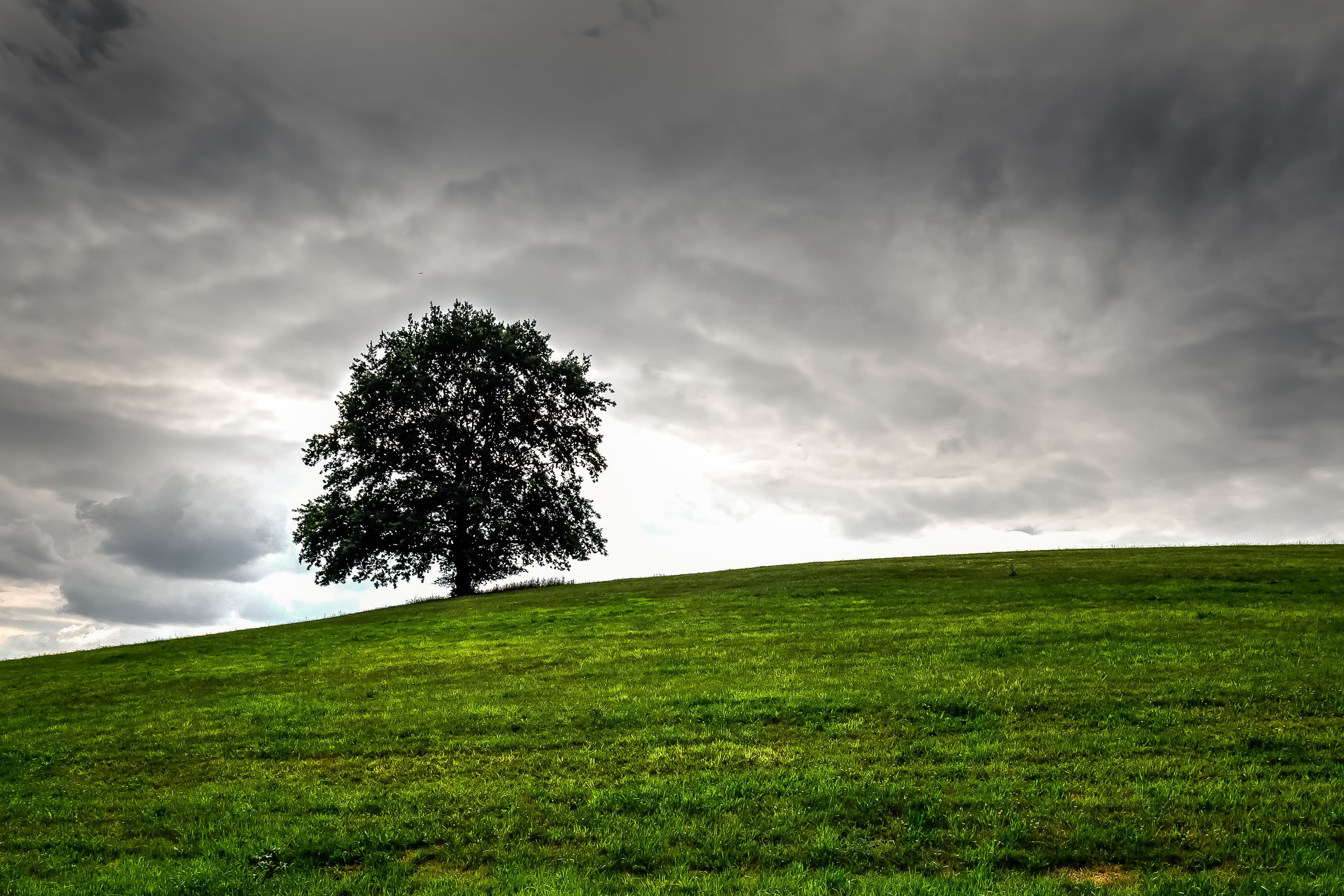 Hill, Thüringen, green tree, field, Wiese, tree, summer, cloud - Sky, landscape, nature, Hügel, Outdoor, Lonely tree, outdoors, Baum, green, Countryside, HD Wallpaper