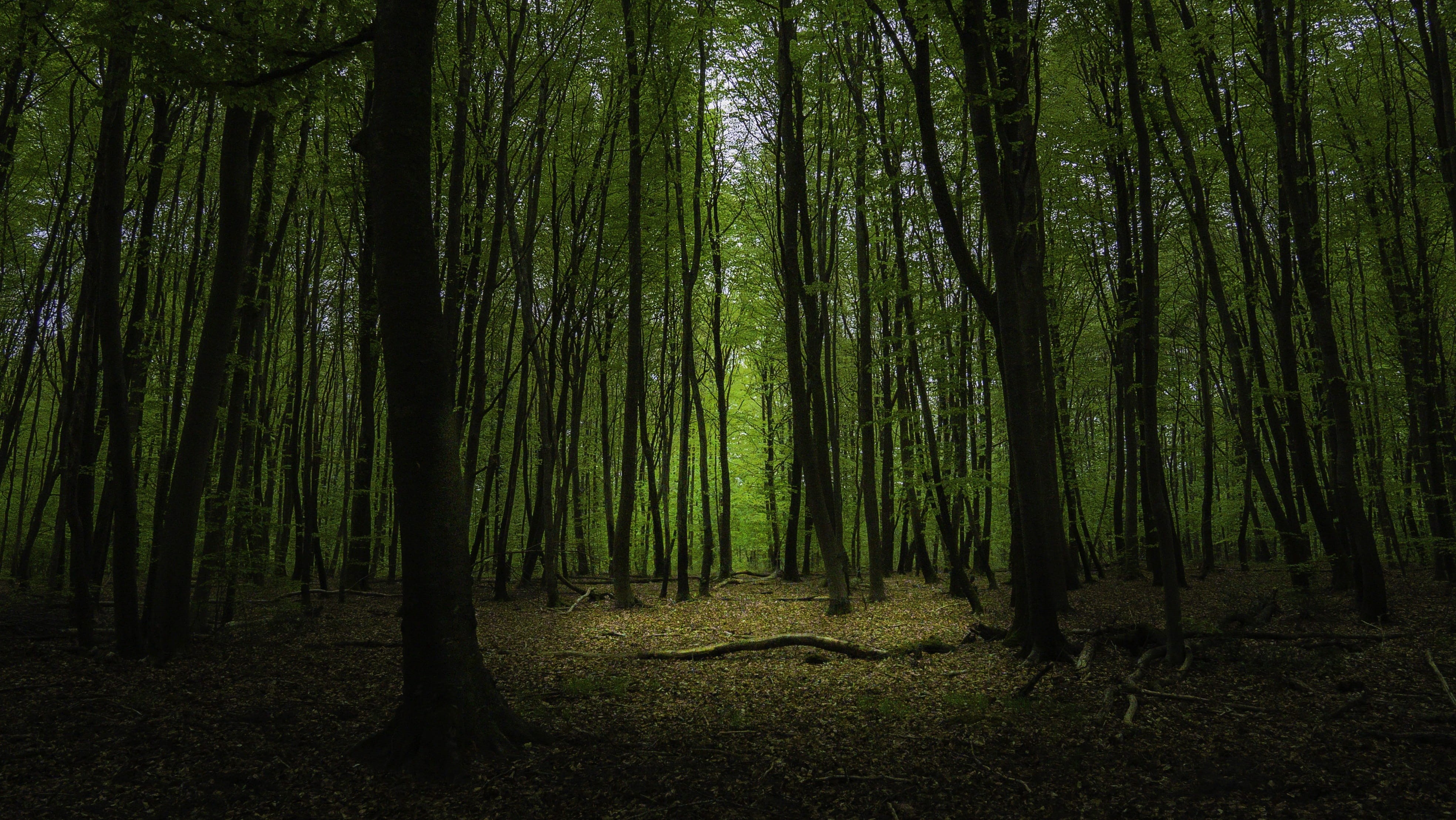 tree, plant, outdoors, land, tranquility, mystical, environment, trunk, abundance, atmosphere, trees, bamboo - plant, scenics - nature, tree trunk, forest, HD Wallpaper