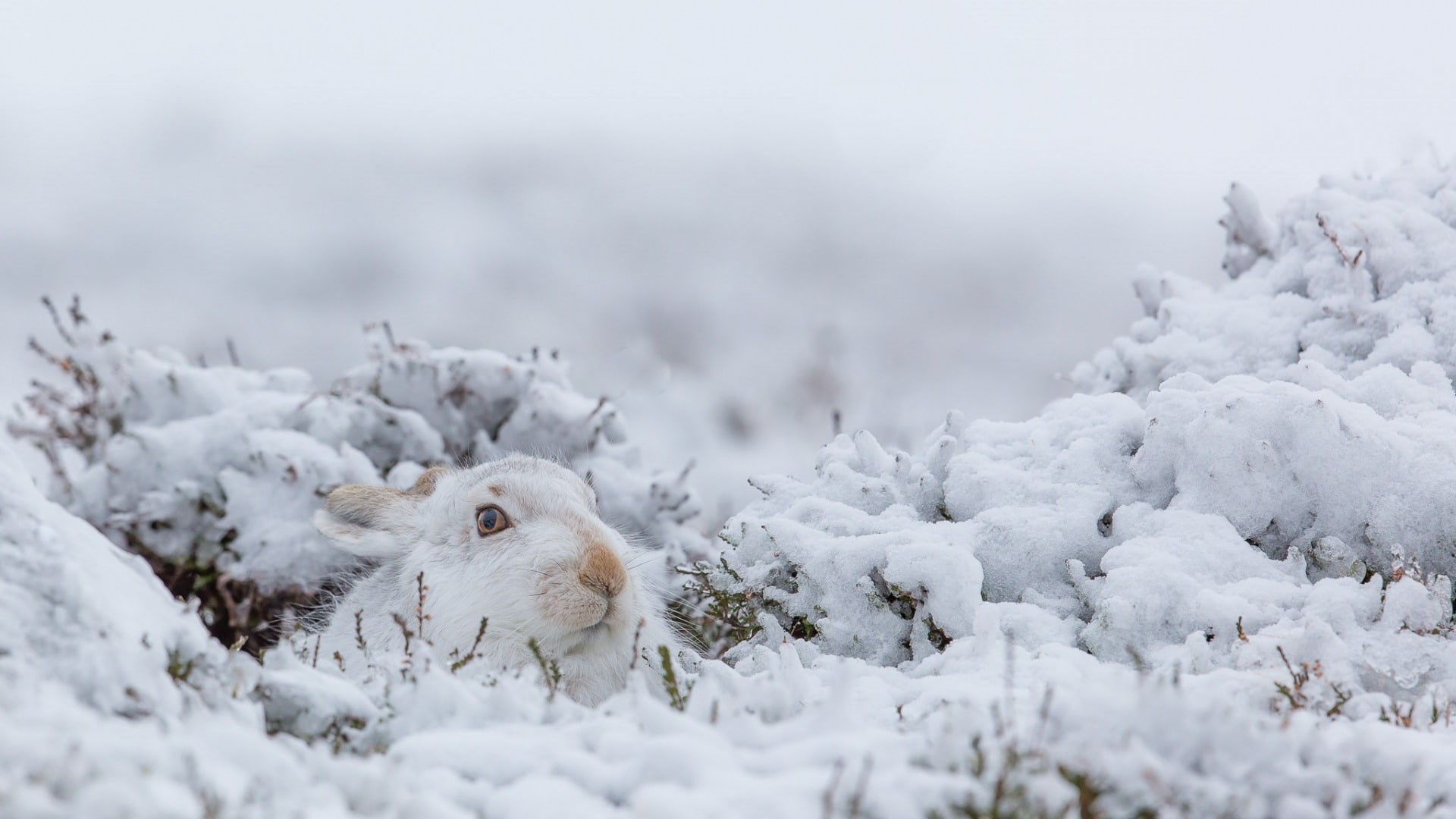 Winter, metal, 1920x1080 px, Rabbits, nature, x, alchemist, art, px, full, snow, anime, hd, 1080P, animals, mammals, HD Wallpaper