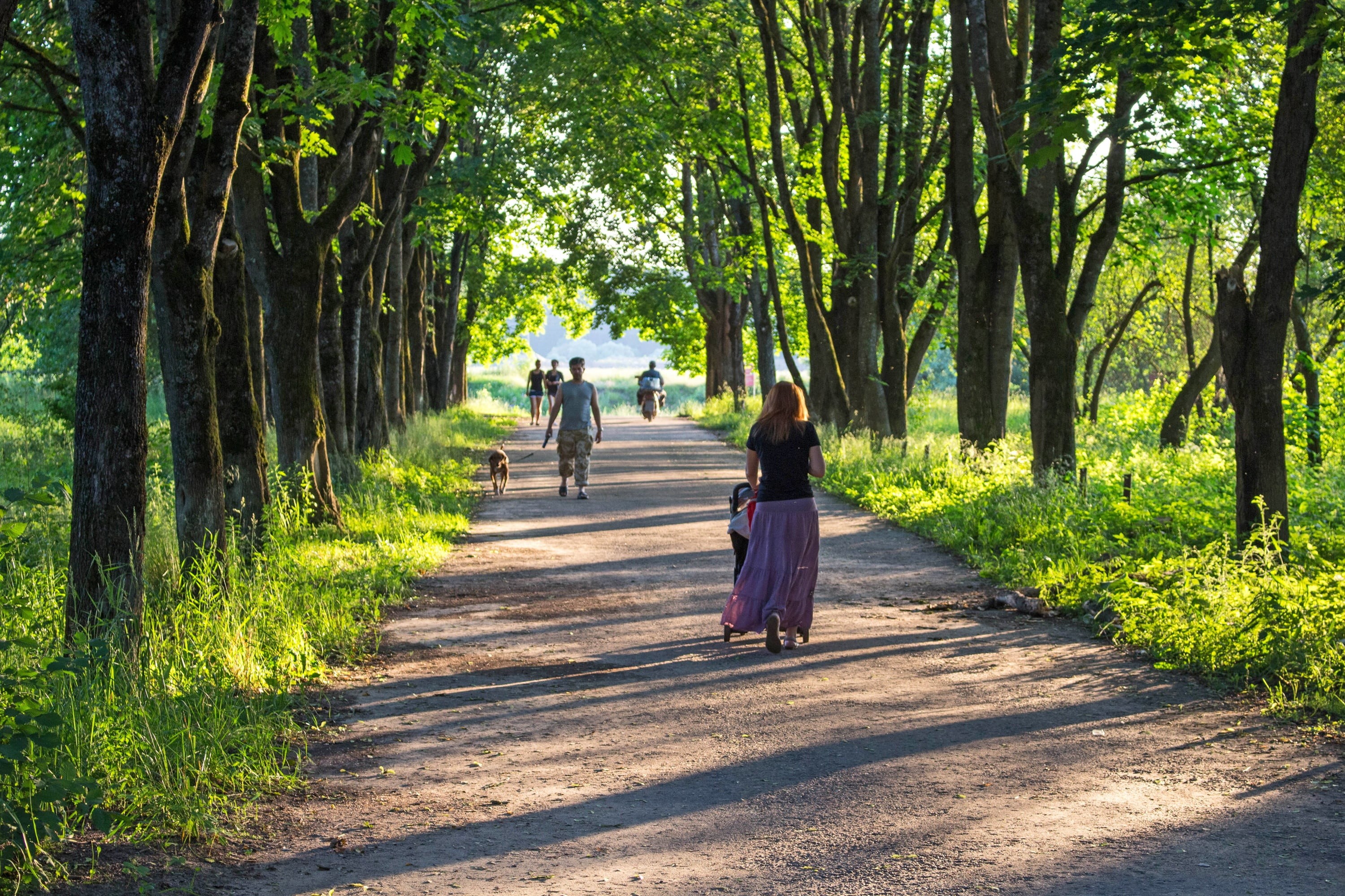 2K, lifestyles, walking, greens, few people, soil, park - Man Made Space, women, day, vista, full length, footpath, men, road, treelined, pram, sunny, HD Wallpaper