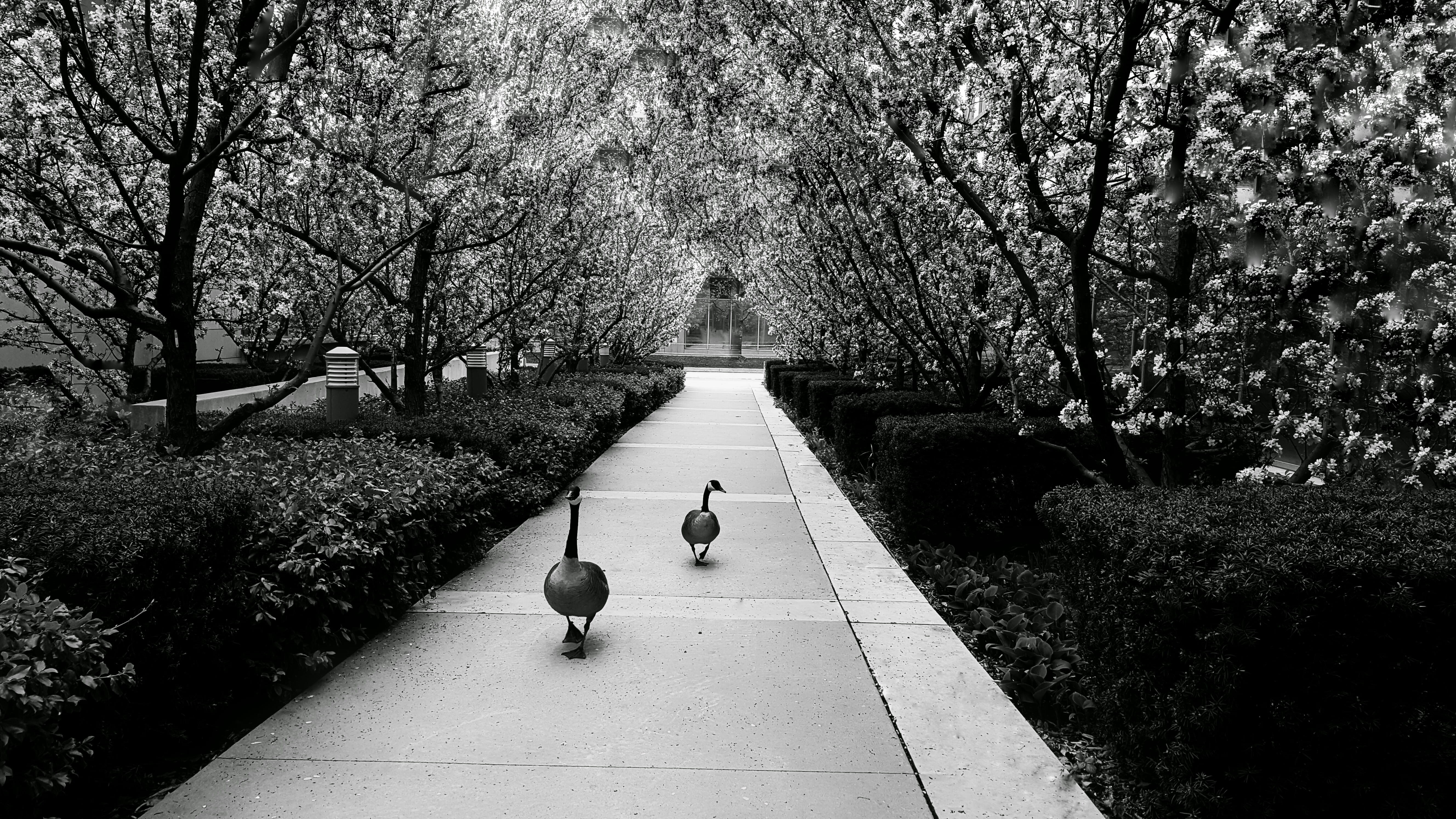 nature, garden, walking, day, architecture, nature walk, canada, tree, direction, cherry blossom, footpath, beauty in nature, toronto, canadian geese, men, HD Wallpaper