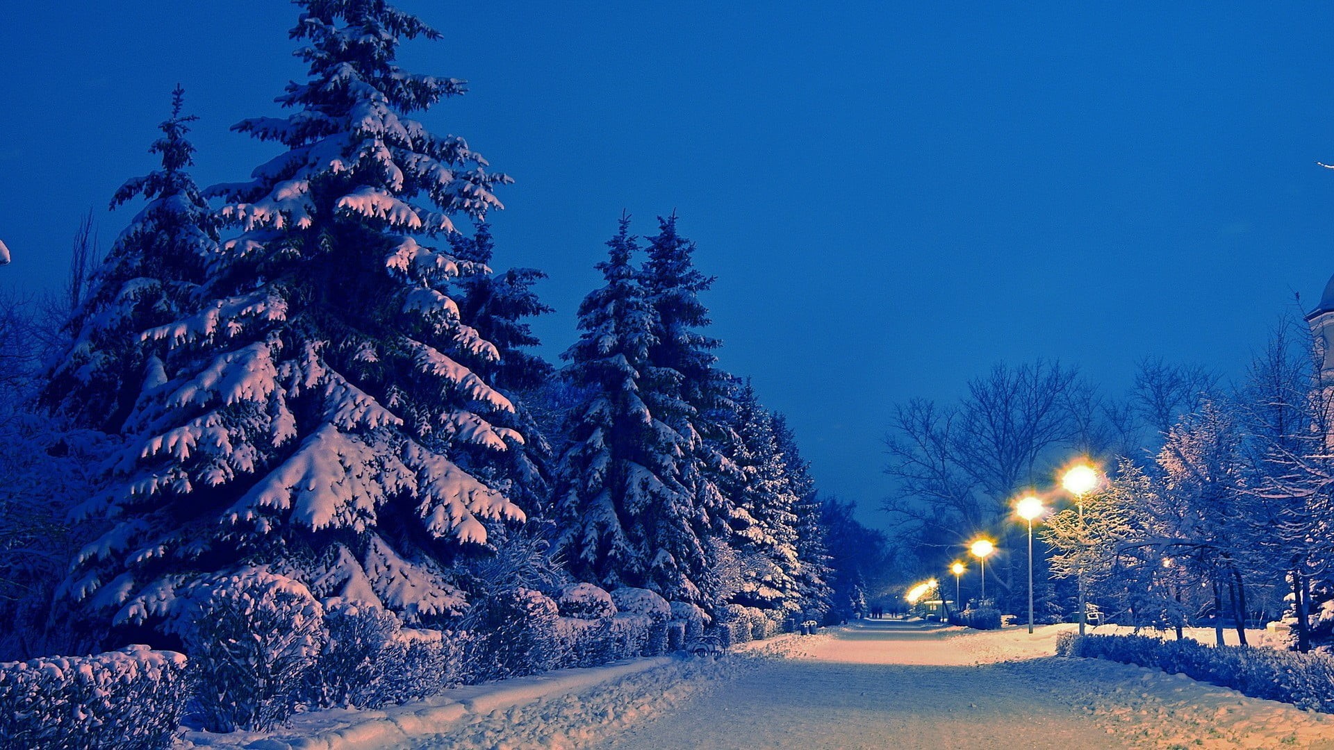 1080P, tranquil scene, urban, beauty in nature, plant, cold temperature, land, extreme weather, nature, fir tree, trees, frozen, pine tree, scenics - nature, HD Wallpaper