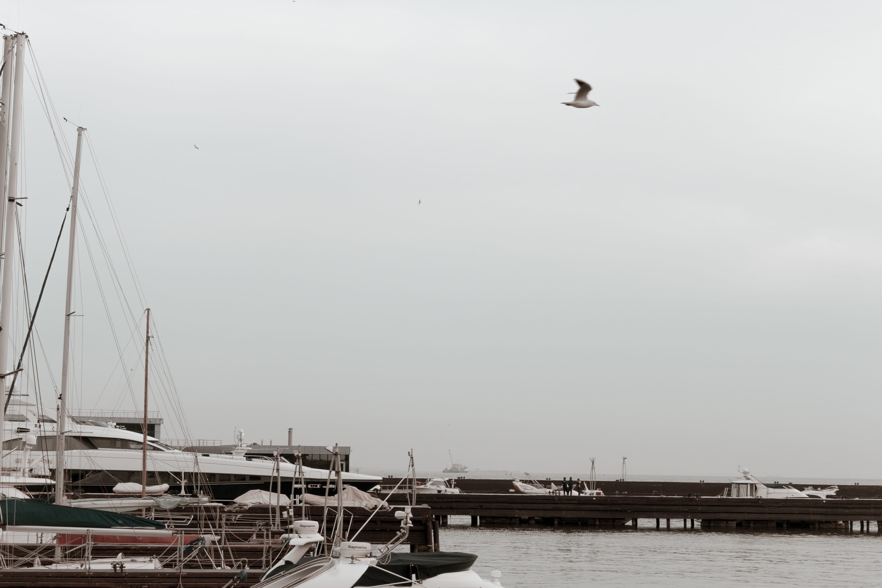 animal themes, azerbaijan, sea, water, seagull, nautical vessel, caspian, animal, animal wildlife, baku, boulevard, nature, mode of transportation, day, HD Wallpaper
