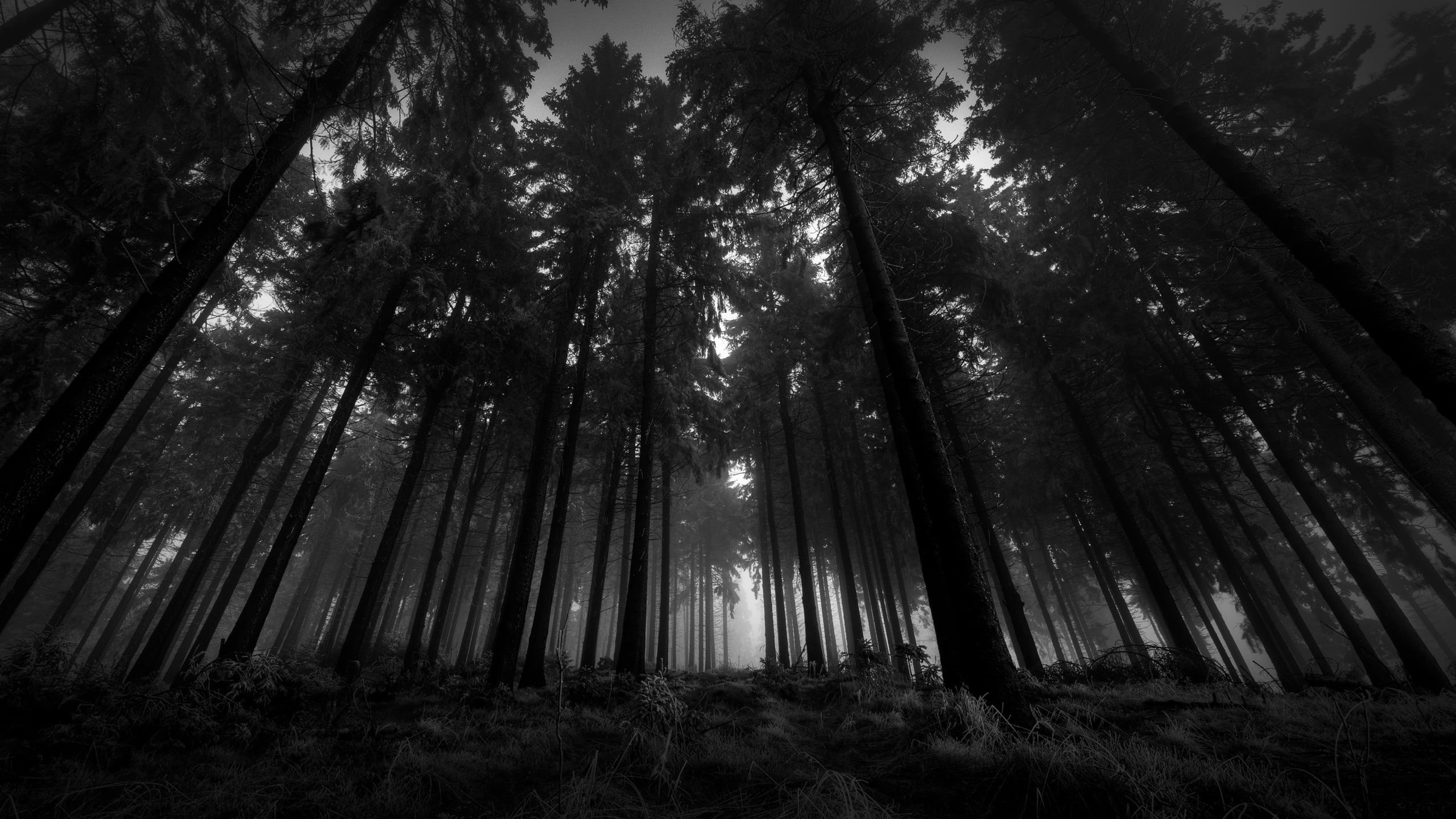 black And White, scenics - nature, tranquil Scene, gloomy, from below, kroner, fog, bamboo - plant, wood, pine woodland, growth, outdoors, sunbeam, low angle view, HD Wallpaper