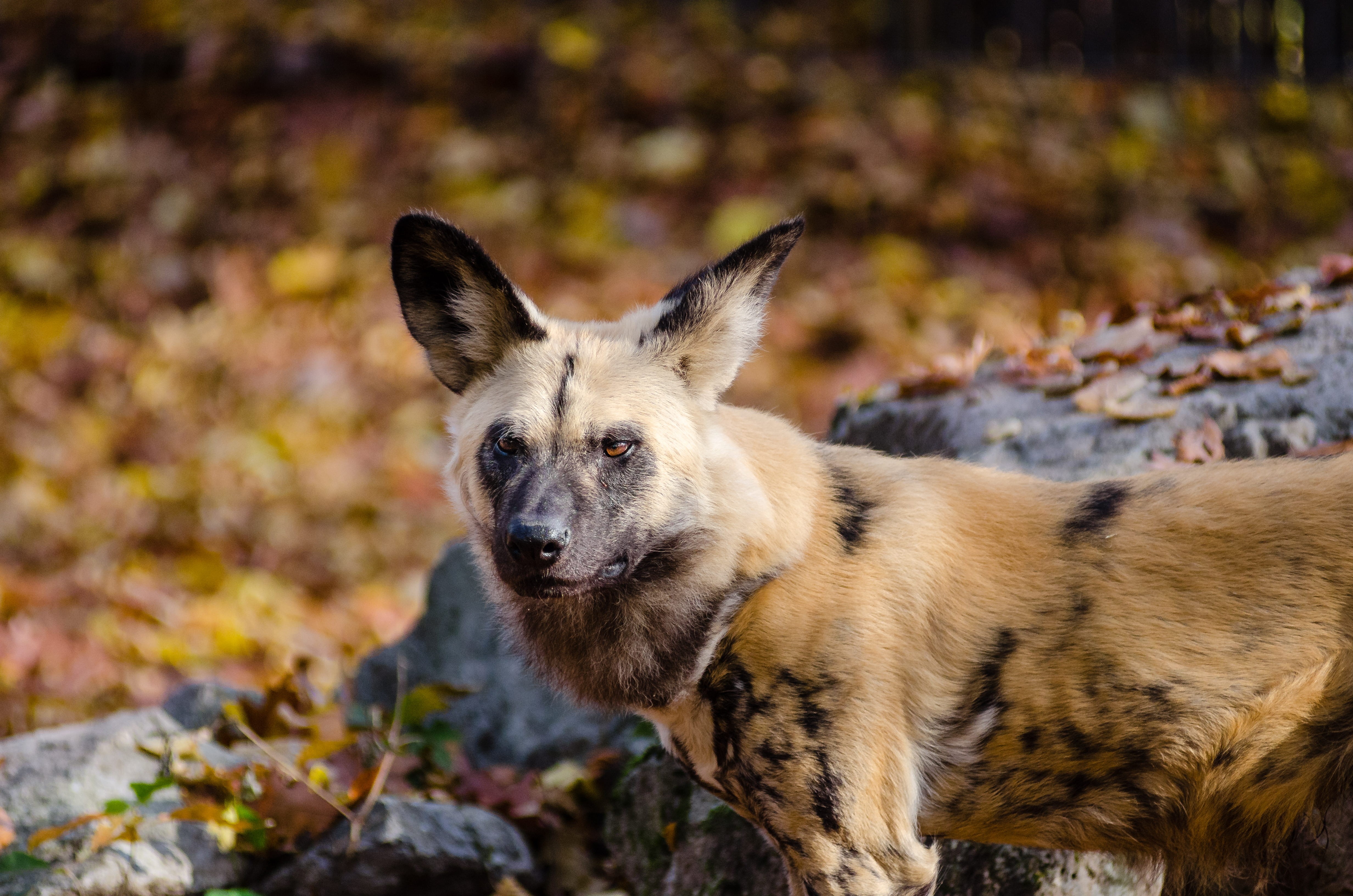 rocks, portrait, one animal, coat, near, wildlife, domestic animals, black, predator, vertebrate, little, close-up, looking at camera, animal, wild, rock, HD Wallpaper