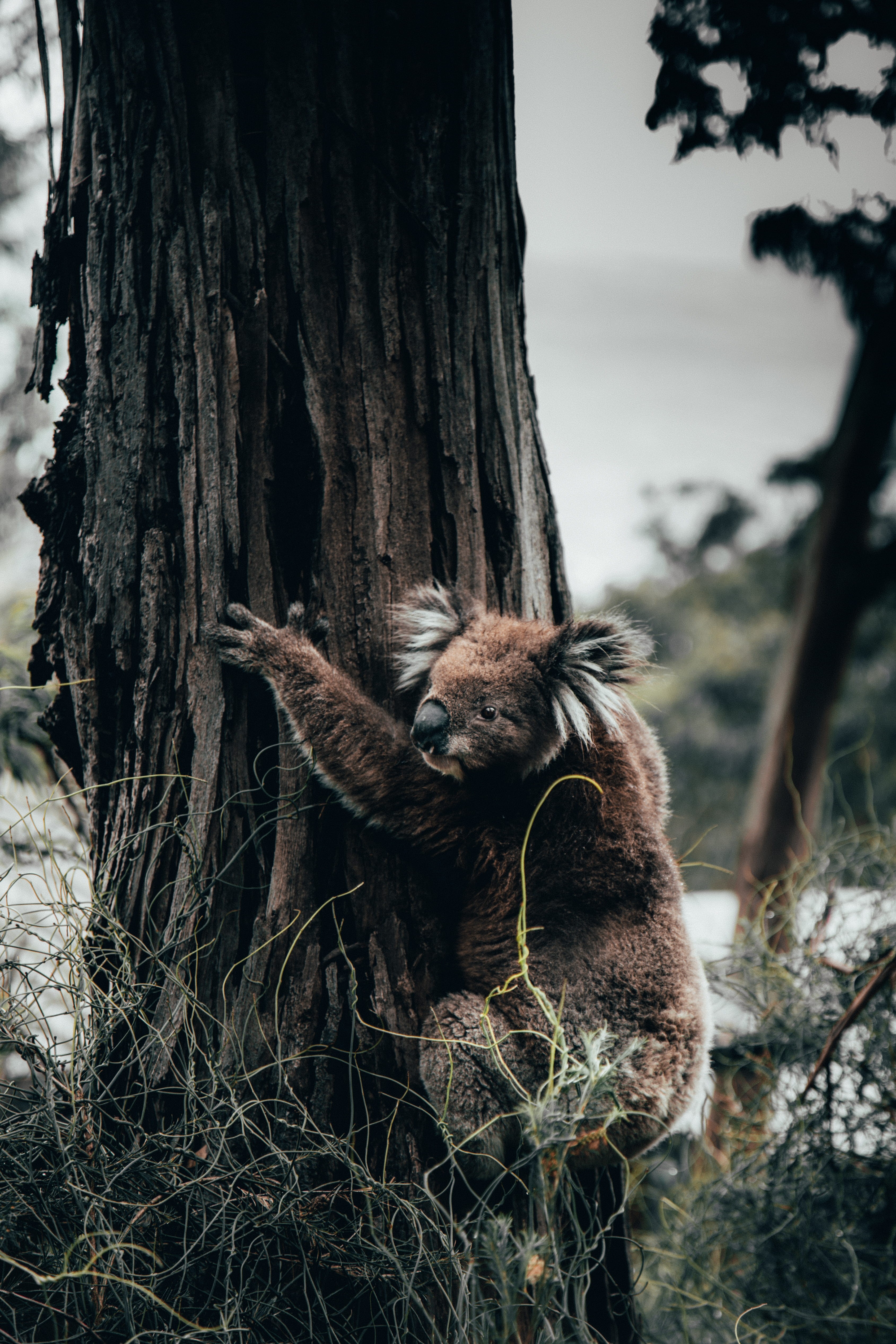 outdoors, no people, plant, photo, trees, animal, one animal, black, forest, wild, kennett river, herbivorous, photography, fluffy, 4K, tree trunk, brown, Phone HD Wallpaper
