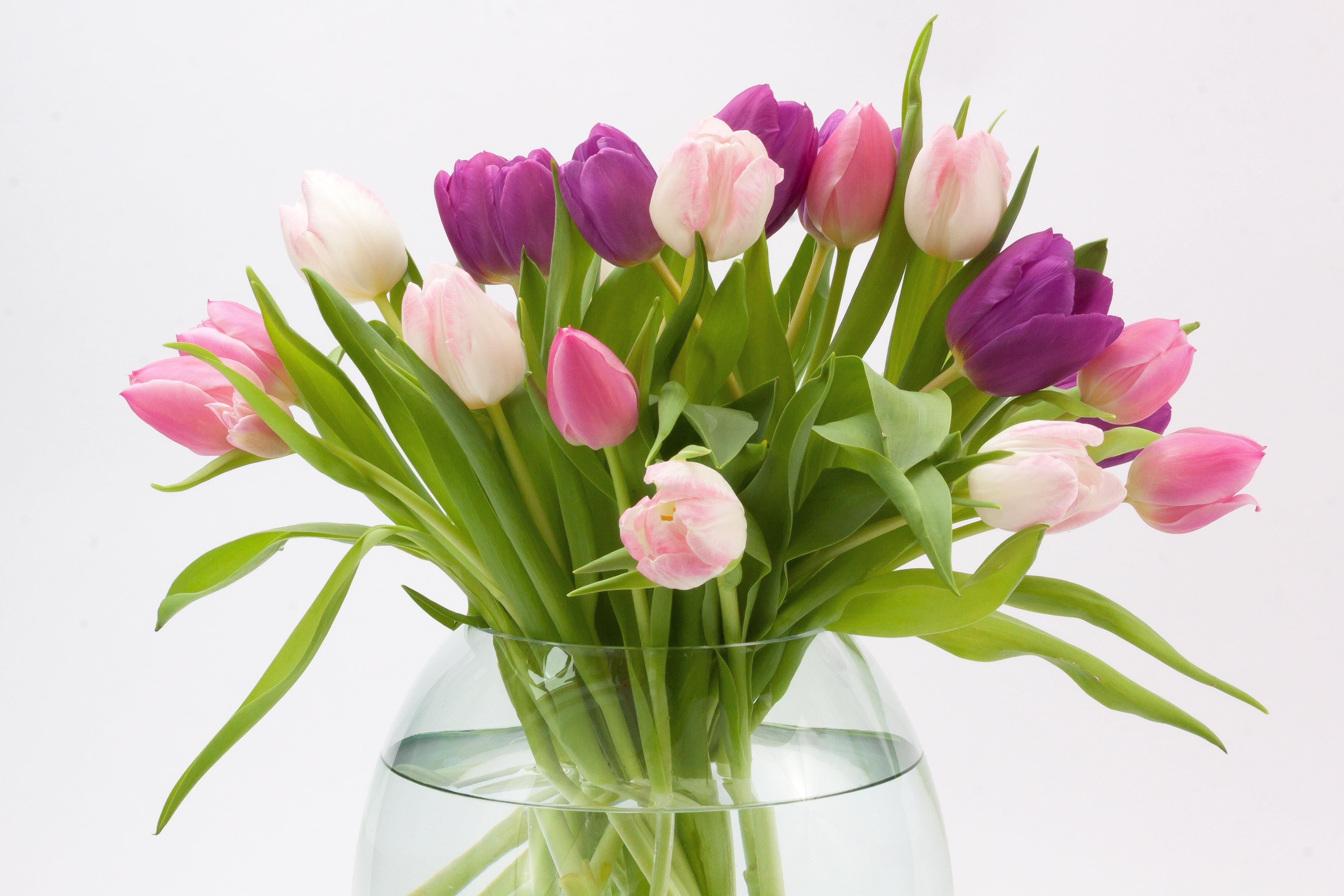 nature, pink, purple, decoration, pink Color, plant part, bouquet, flower Head, 4K, plant, red, studio shot, schnittblume, vase, flowering plant, leaf, HD Wallpaper