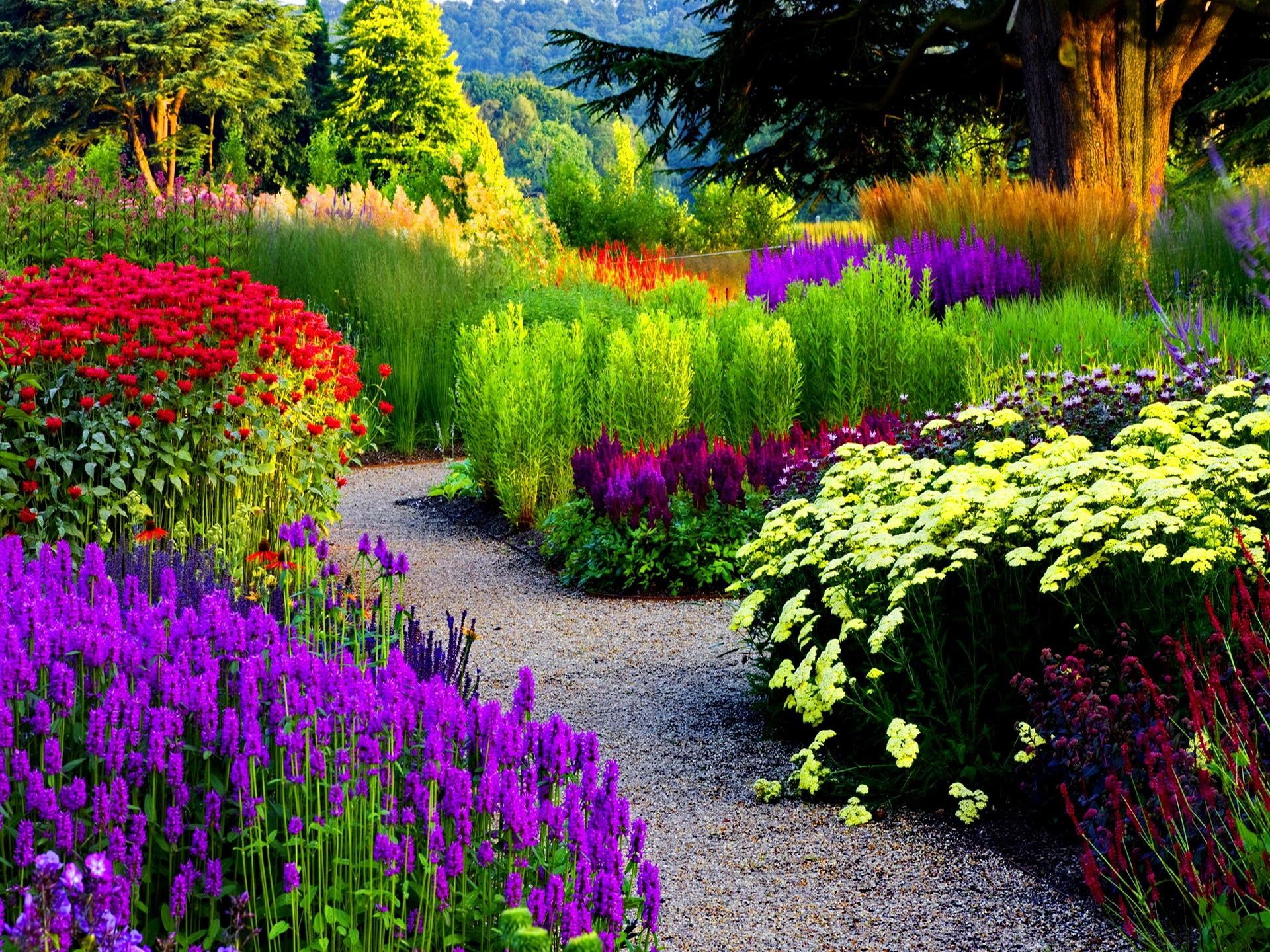 colors, purple, colorful, flowers, trees, nature, nice, lovely, park, 1080P, beautiful, peaceful, alley, HD Wallpaper