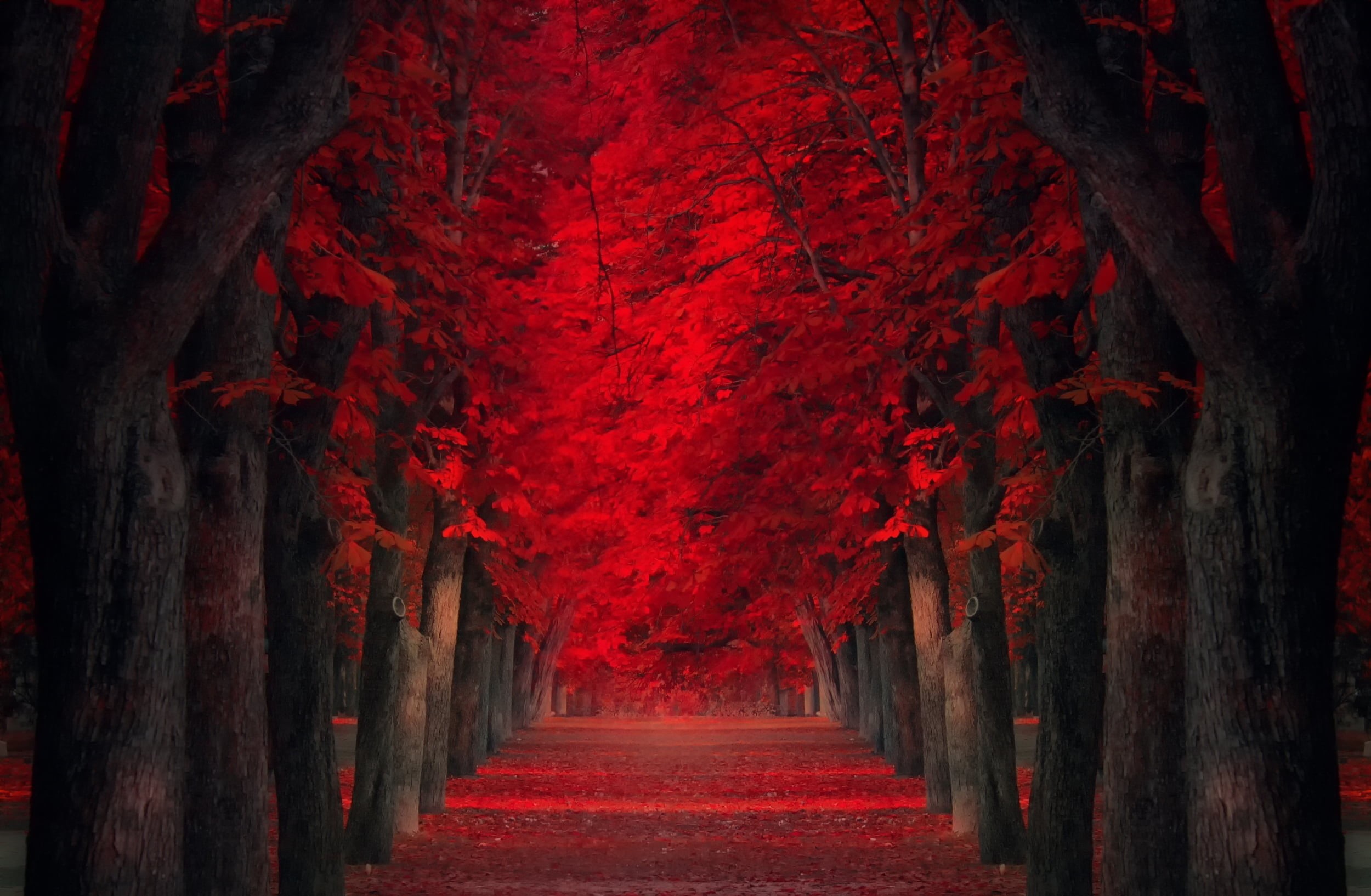 architecture, diminishing perspective, treelined, outdoors, tree, leaf, spooky, landscape, street, trunk, empty, direction, mystery, light - Natural Phenomenon, HD Wallpaper