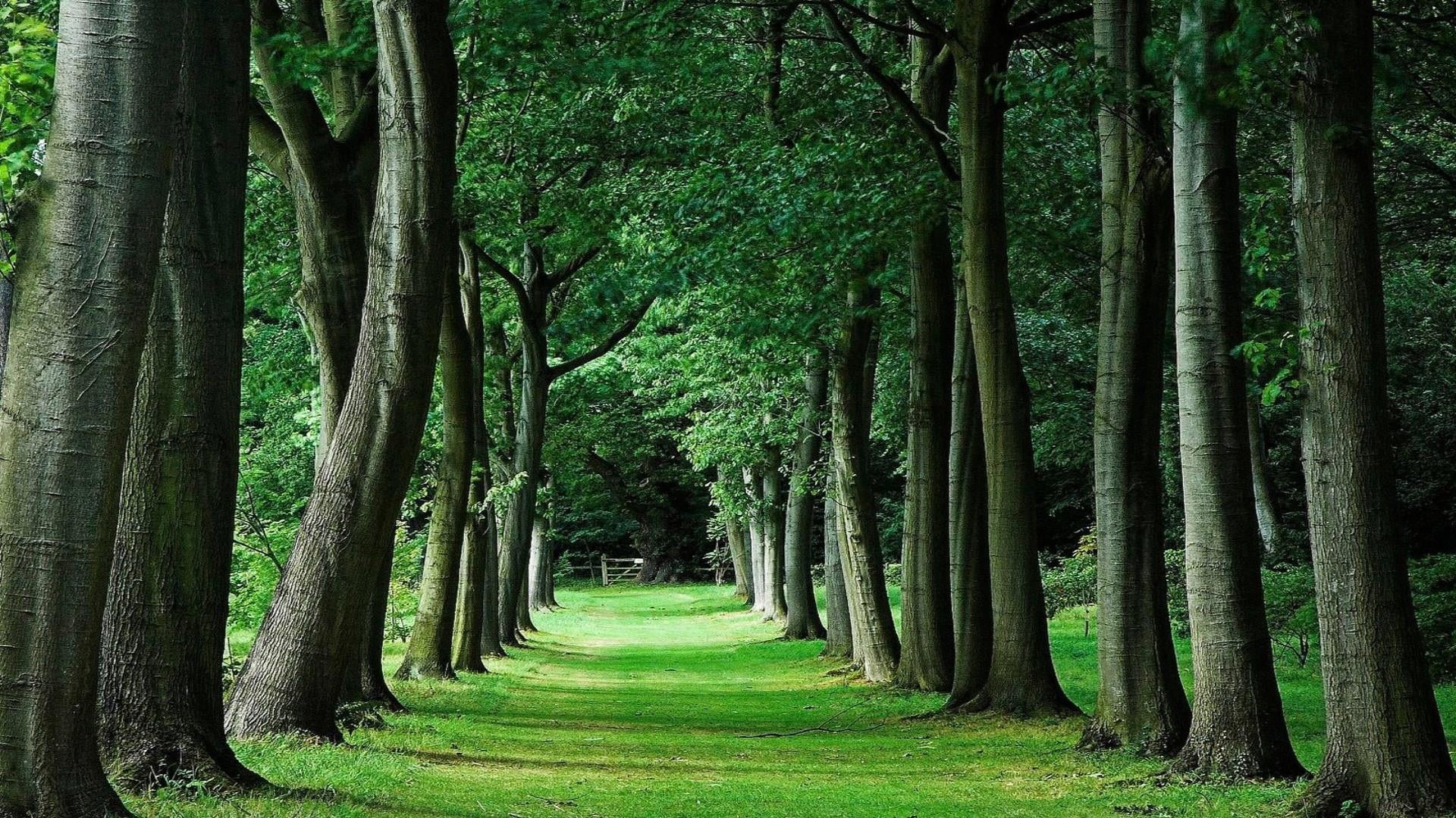 forest, alley, the way forward, tranquility, land, day, green color, plant, path, 1080P, bamboo - plant, beauty in nature, tree alley, trunk, growth, woodland, HD Wallpaper