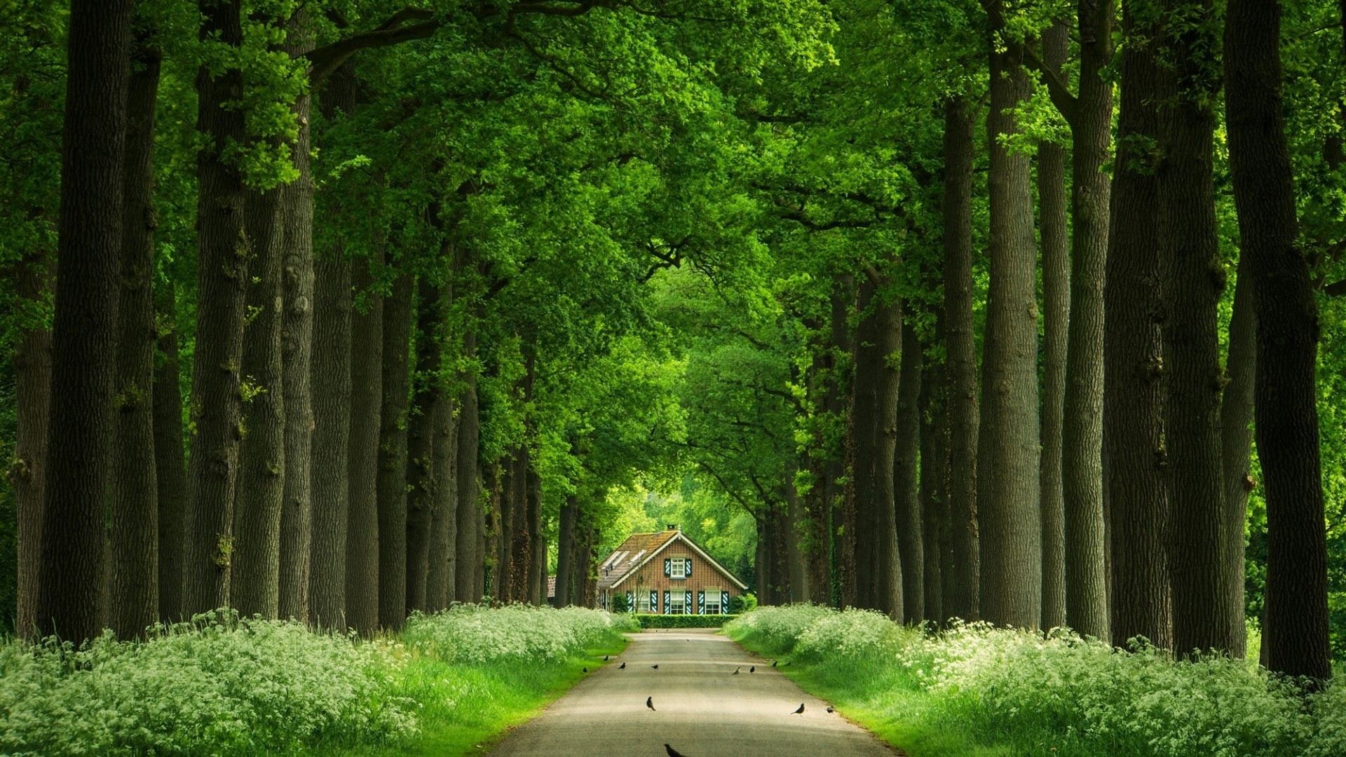 flowers, woods, houses, roads, trees, 1080P, green woods, birds, green, alley, HD Wallpaper