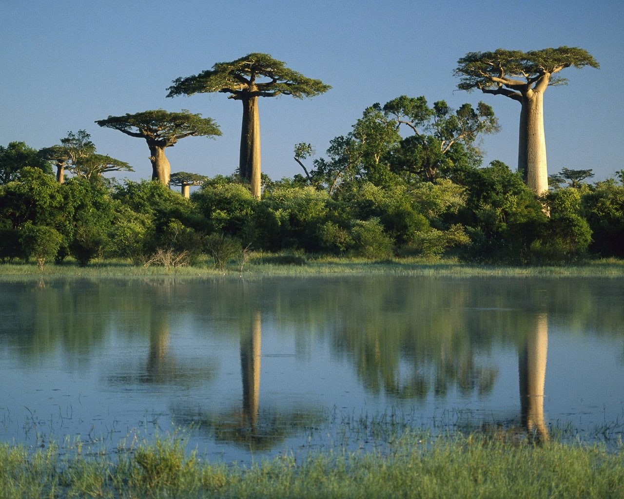 reflected, 720P, tree, hd, nature, madagascar, trees, baobab, wetlands, baobab trees, HD Wallpaper