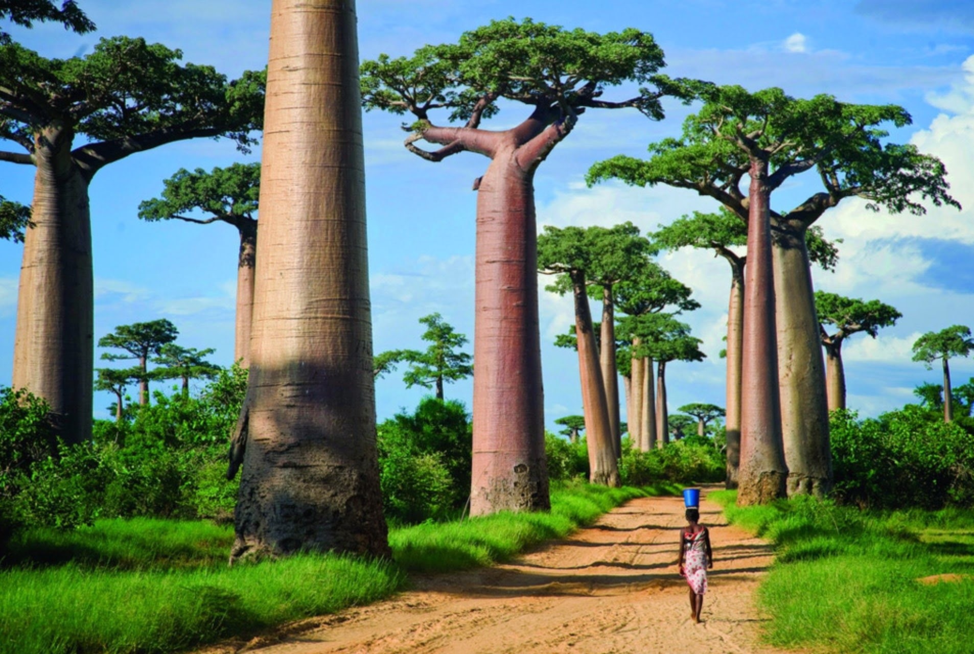 Baobab Tree, 720P, Trees, HD Wallpaper