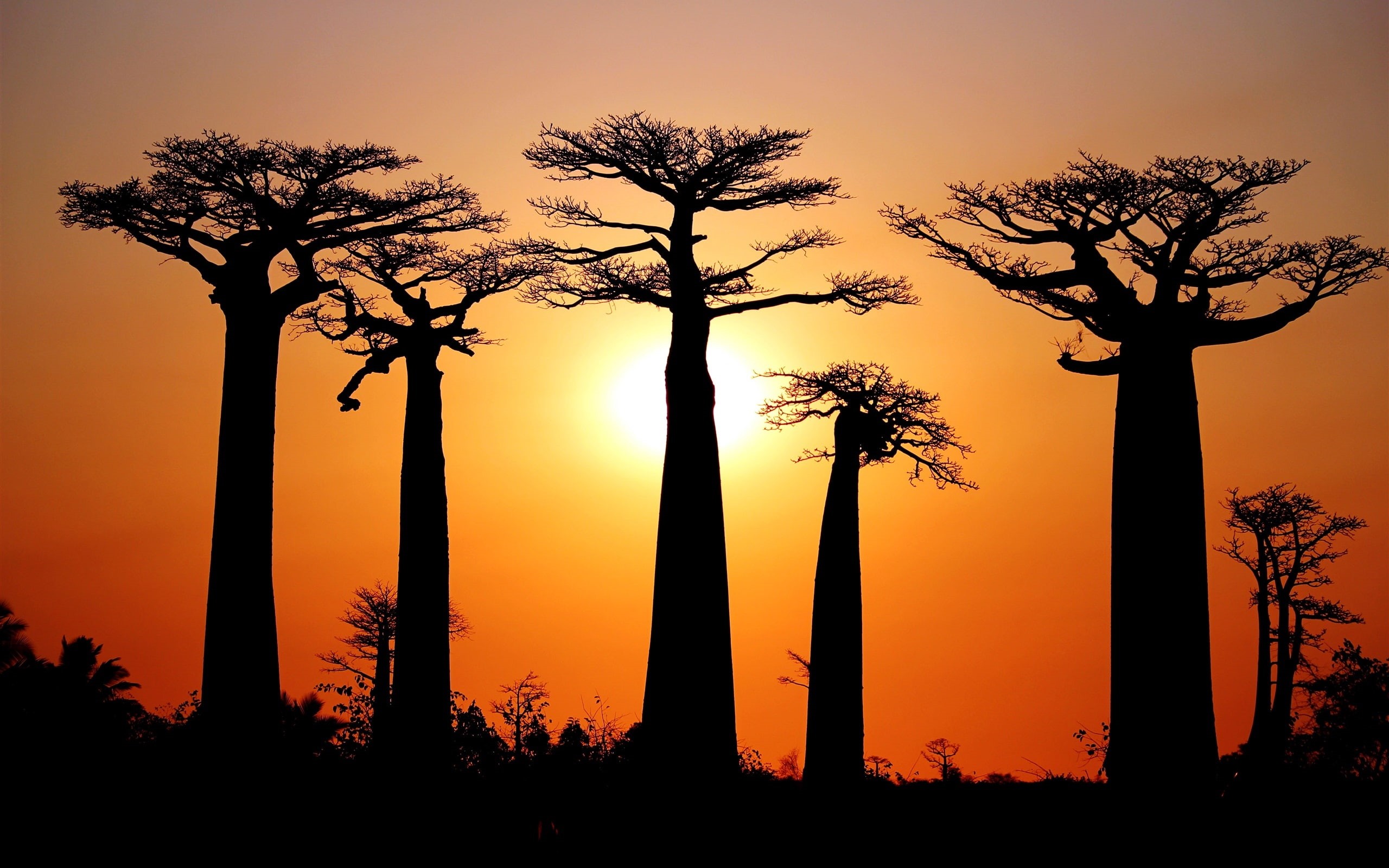 Many, Baobabs, Sunset, 2K, Madagascar, Morondava, HD Wallpaper
