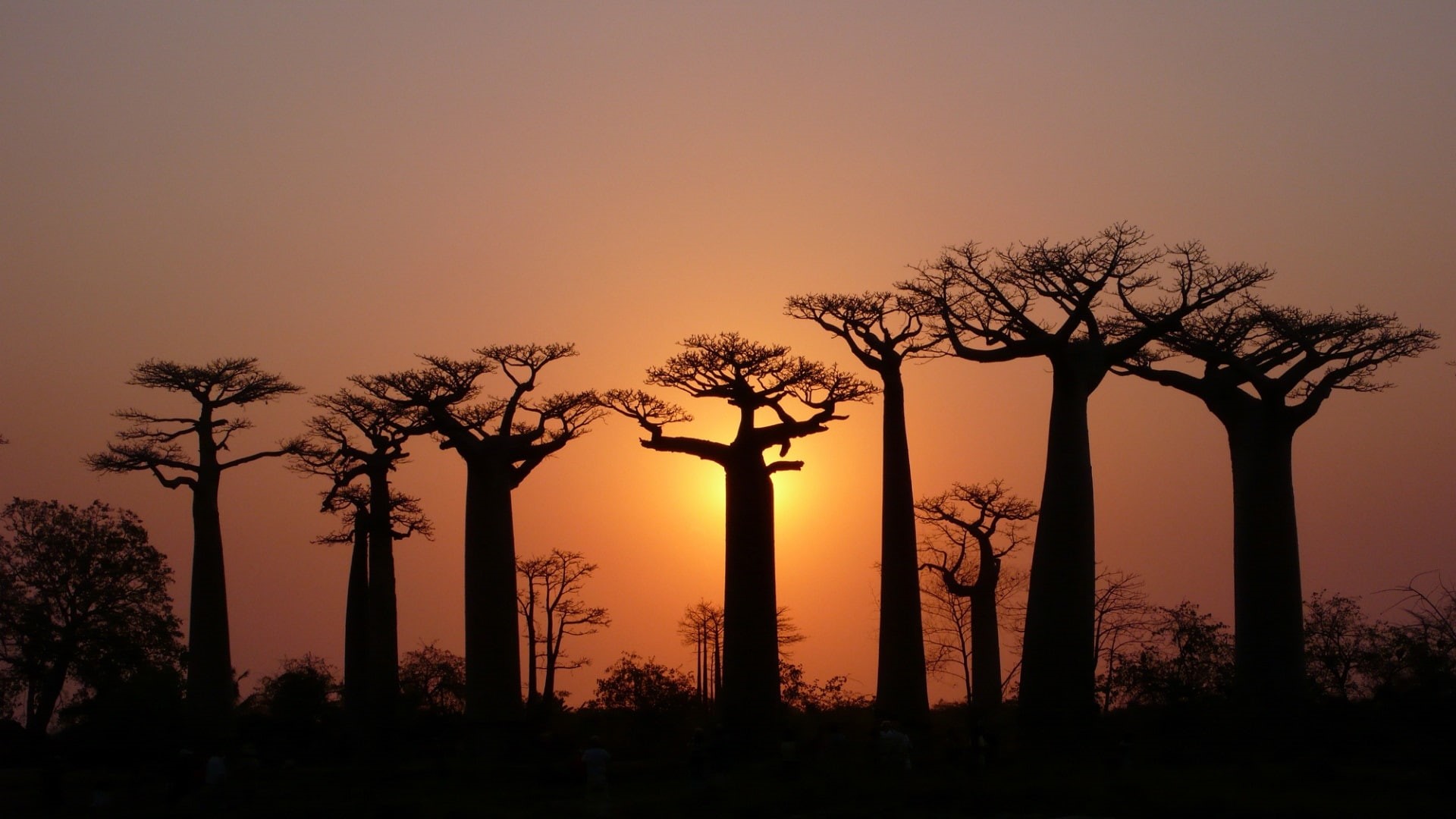 Dusk, 1080P, Light, Baobabs, Trees, Sky, HD Wallpaper