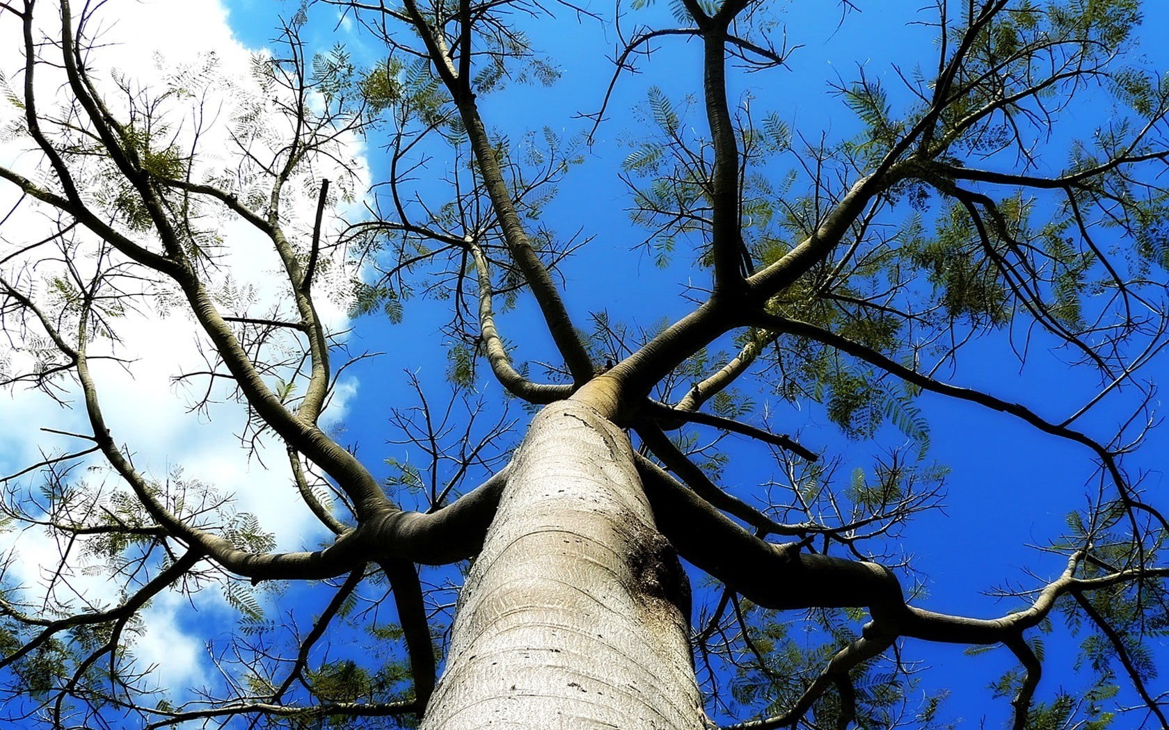 low angle view, sunlight, beauty in nature, growth, blue, land, sky, 720P, branch, day, baobab trees, plant, outdoors, tree trunk, nature, no people, tall - high, HD Wallpaper