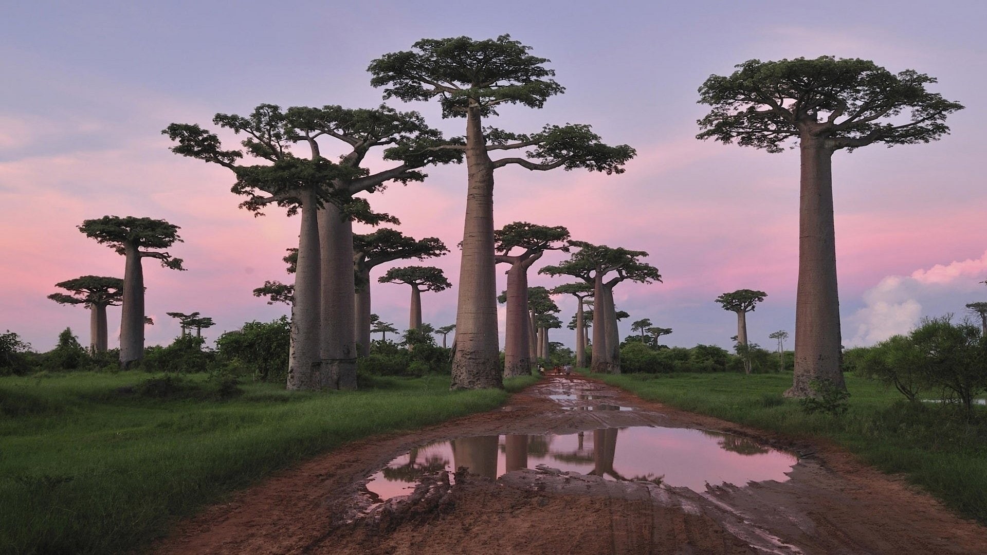 Baobab Tree, Trees, 1080P, Tree, HD Wallpaper