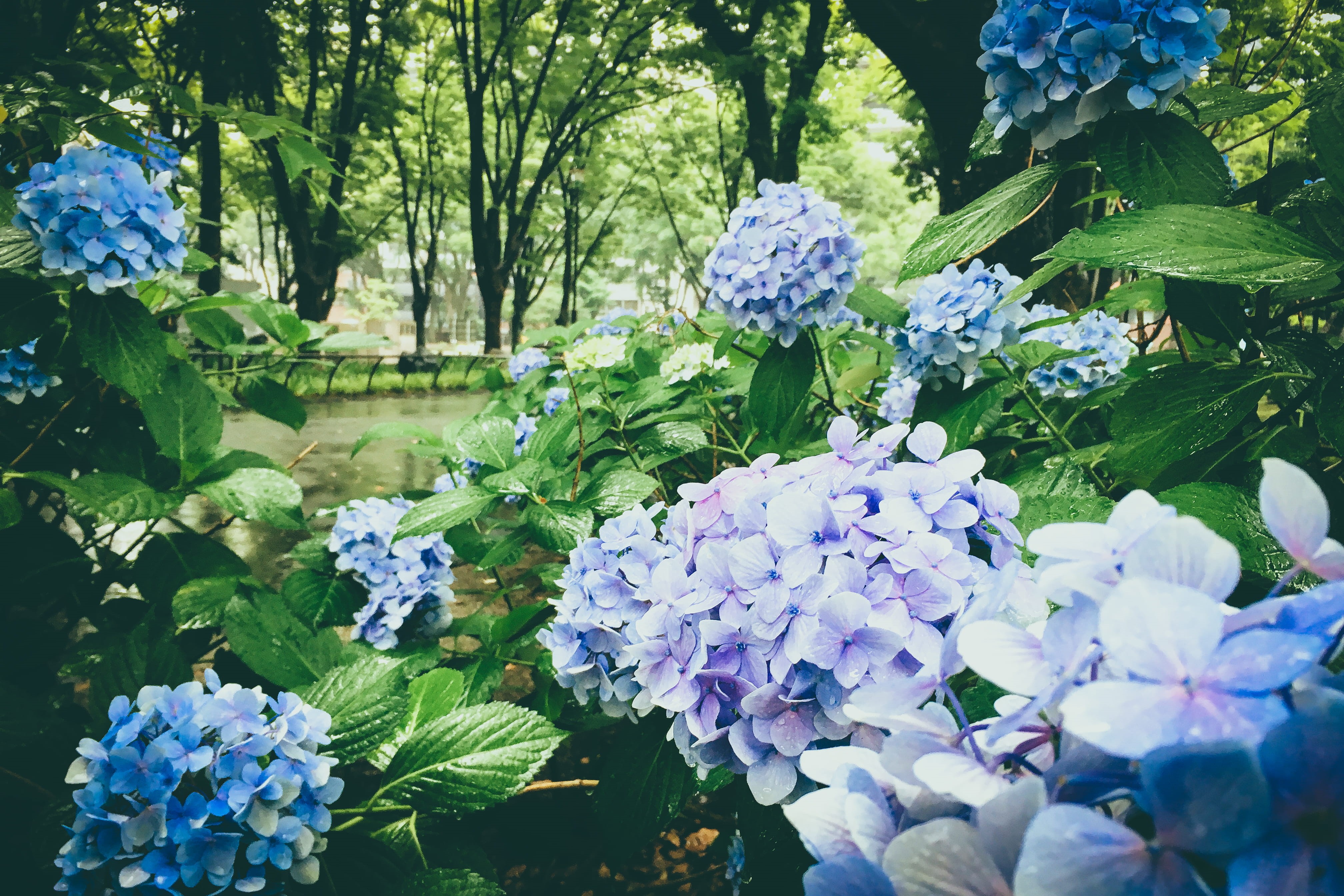 green, flower, bouquet, forest, park, bunch of flowers, lilac, inflorescence, nature, japan, fragility, outdoors, day, plant part, flowering plant, nagoya, HD Wallpaper