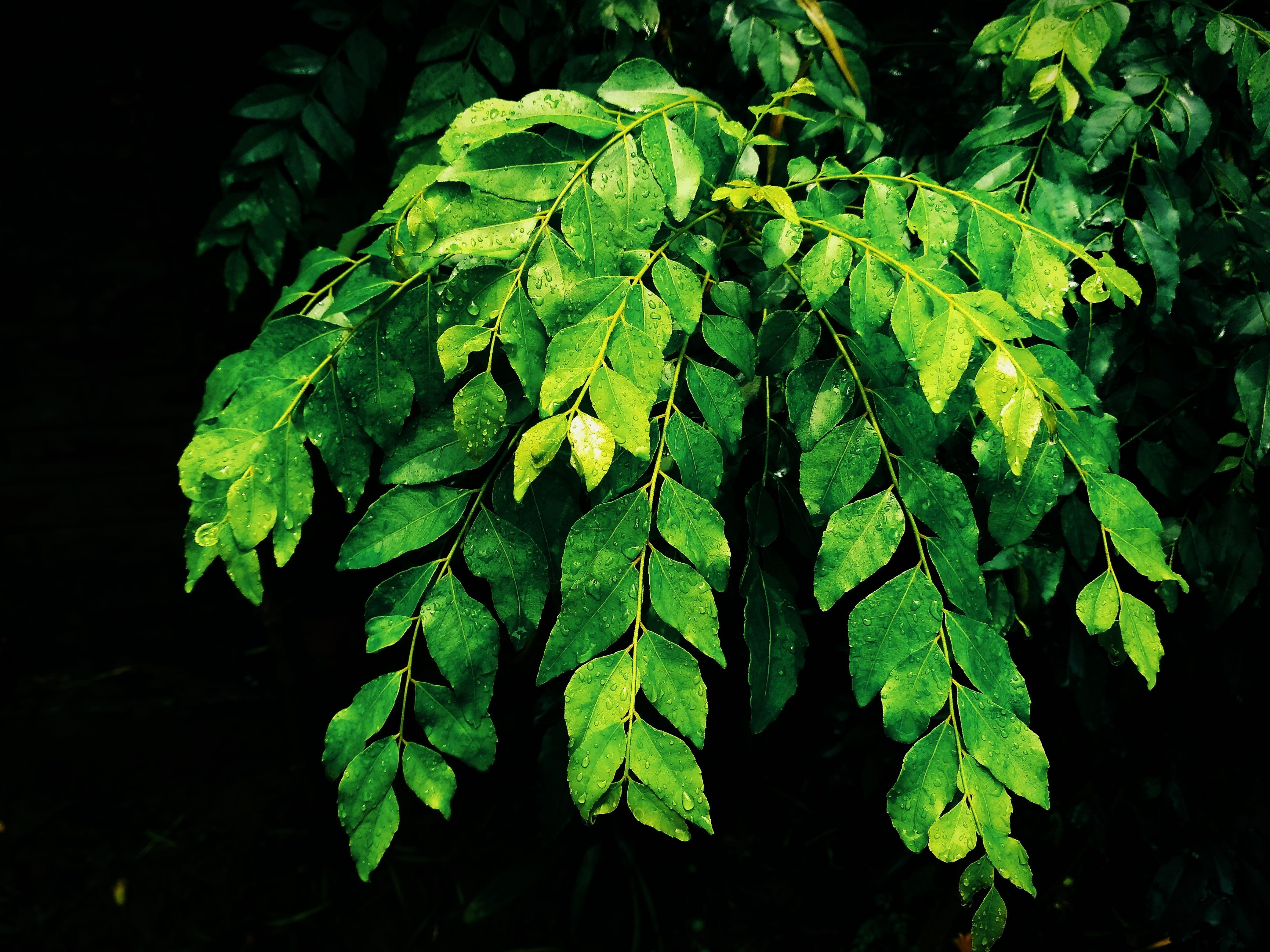 freshness, close-up, focus on foreground, no people, black background, rainy season, beauty in nature, food and drink, leaf, wet, curry leaves, nature, HD Wallpaper