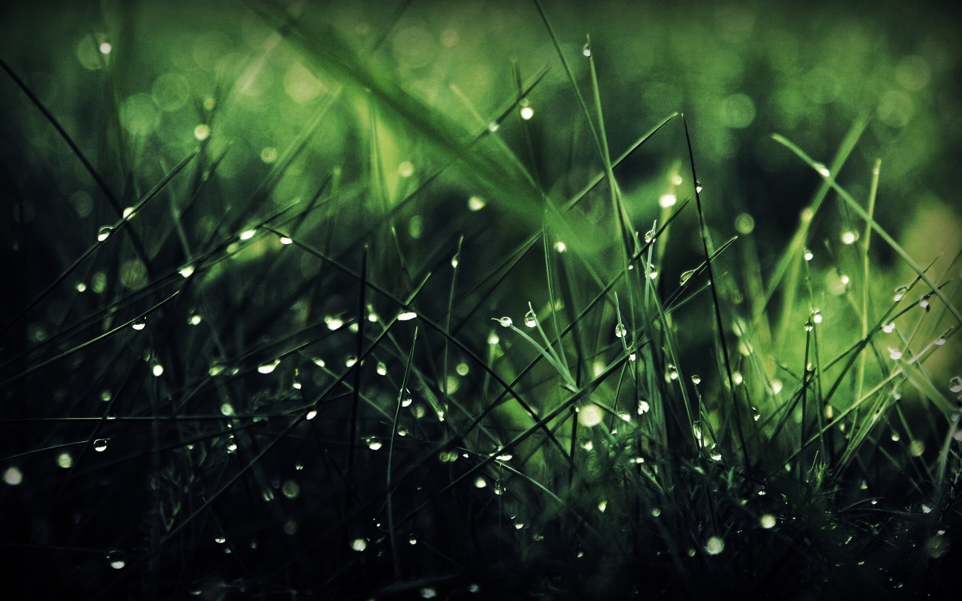 focus on foreground, lawn, sunlight, wet, bright, nature, summer, drop, no People, environment, light - Natural Phenomenon, freshness, raindrop, purity, HD Wallpaper