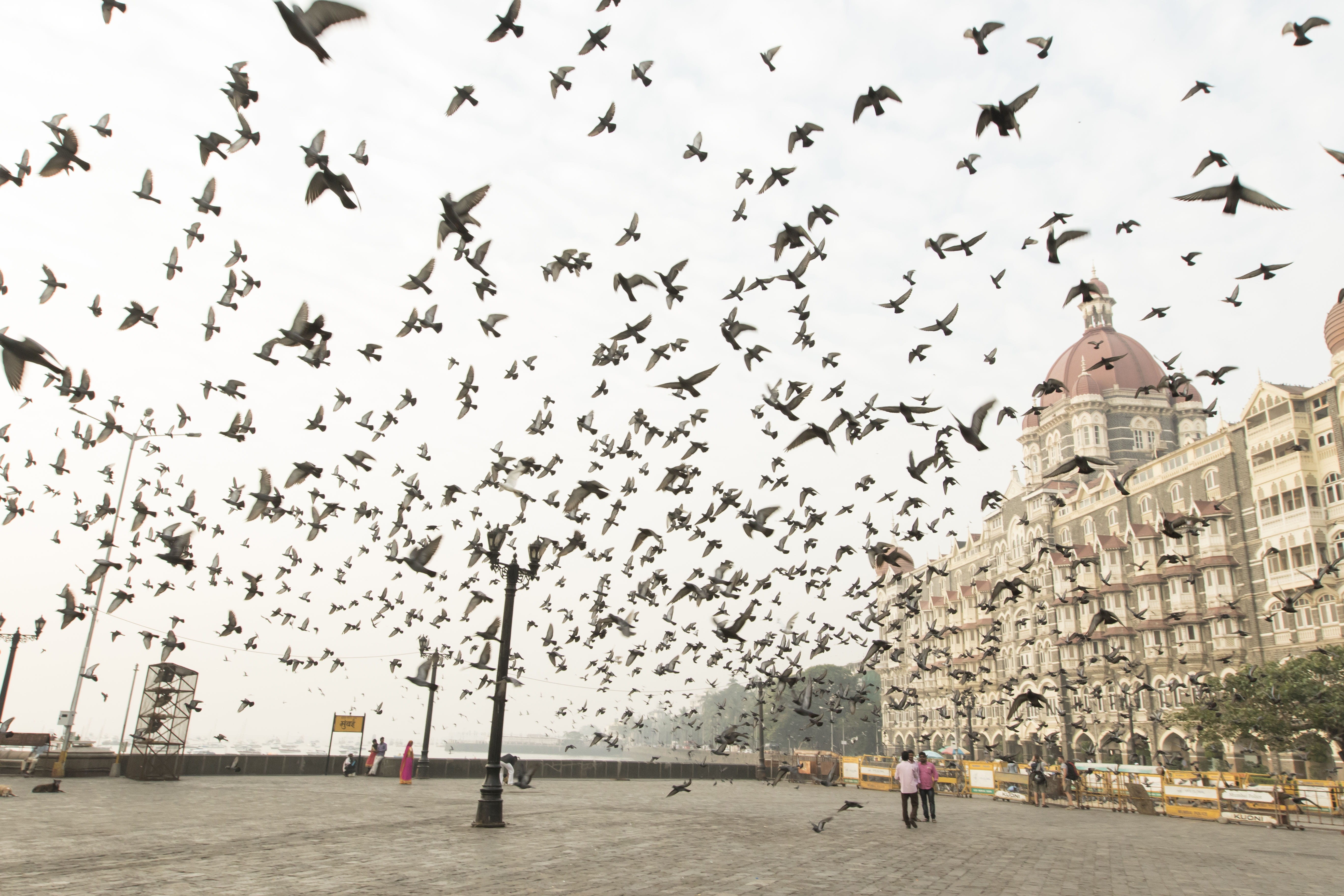 taj, building exterior, religion, birds, india, vertebrate, building, taj hotels and resorts, large group of animals, spirituality, spire, bird, seaside, HD Wallpaper