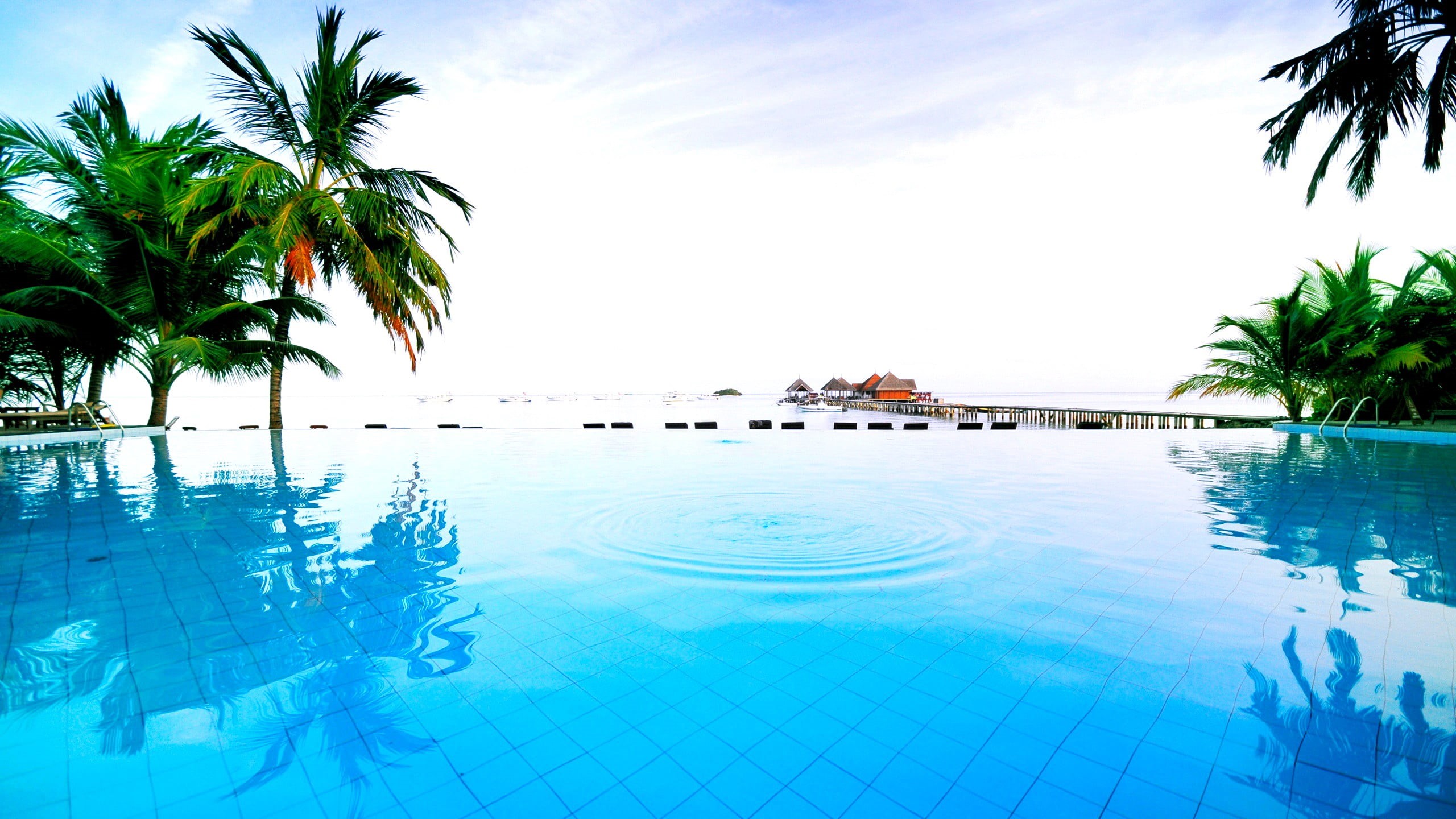 coconut, tourism, poolside, travel Destinations, sea, green, summer, outdoors, trees, sunlight, blue, reflection, plant, tranquil Scene, universe, palm trees, HD Wallpaper