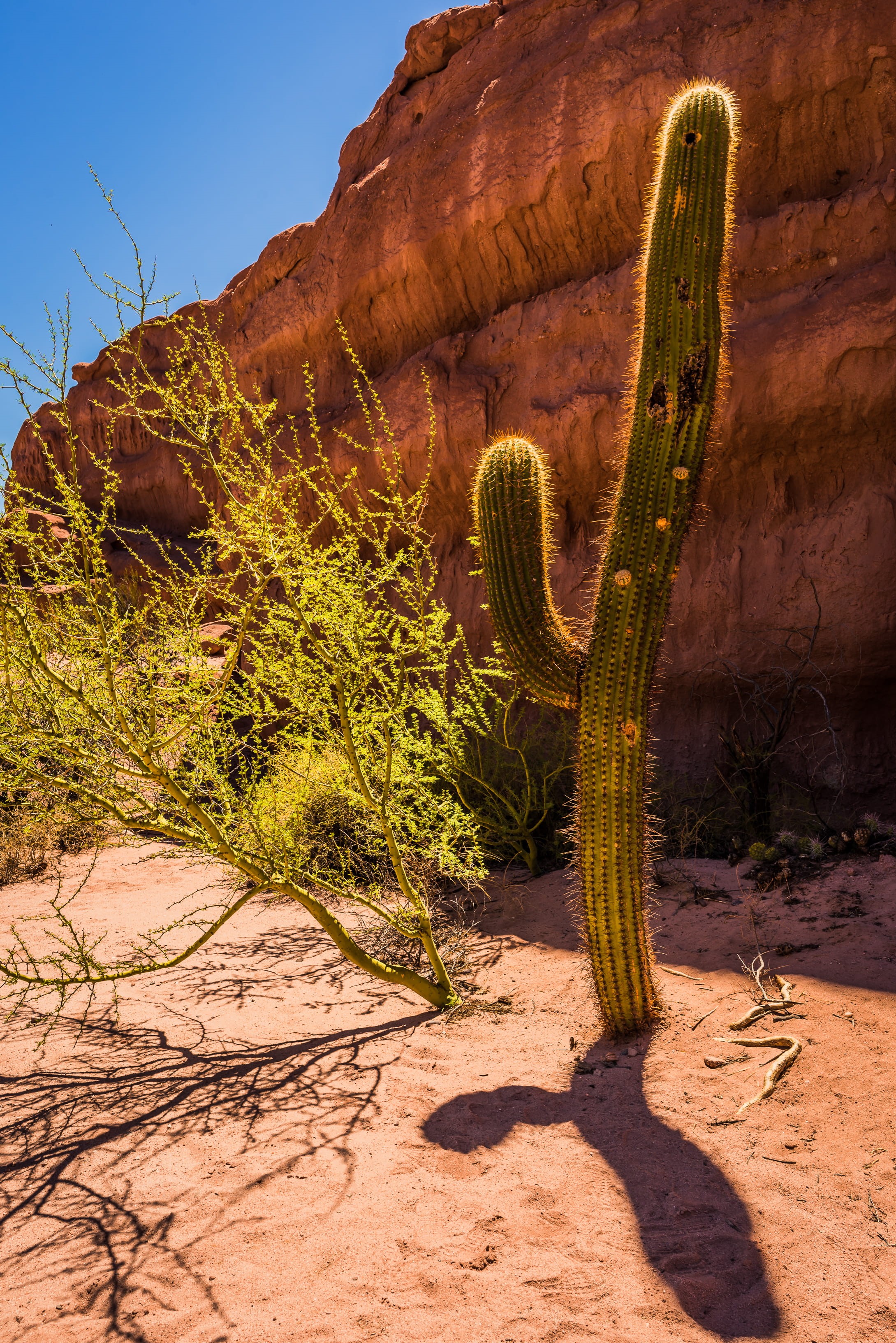 scenics - nature, plateau, green, sky, salta, ruins, soil, building, shadow, sunlight, growth, land, saguaro cactus, mesa, dry, beauty in nature, bunker, Phone HD Wallpaper