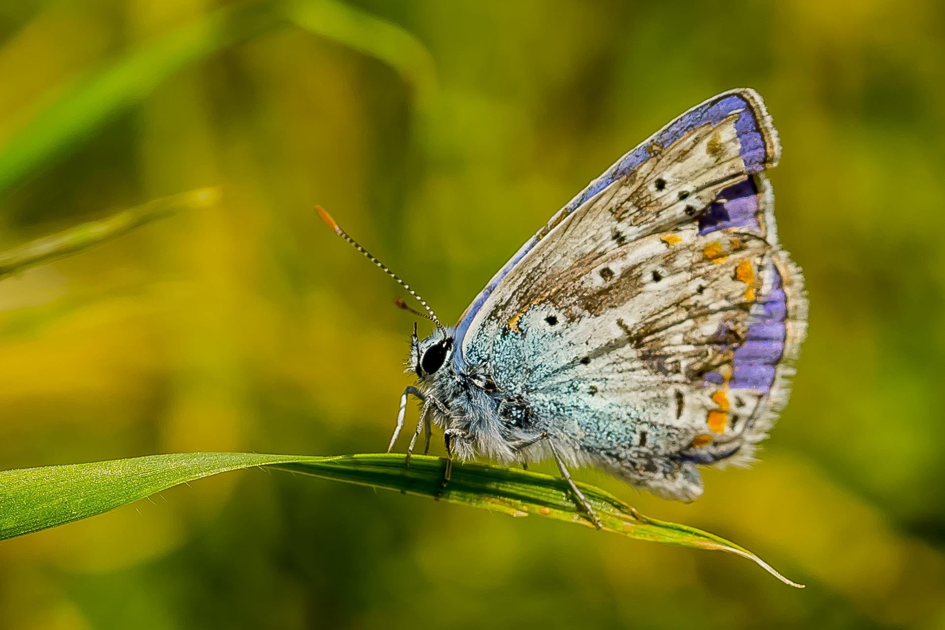 polyommatus, insect, beauty In Nature, flies, brown, animal Wing, nature, icarus, animal, common, 1080P, wildlife, purple, multi Colored, summer, macro, HD Wallpaper