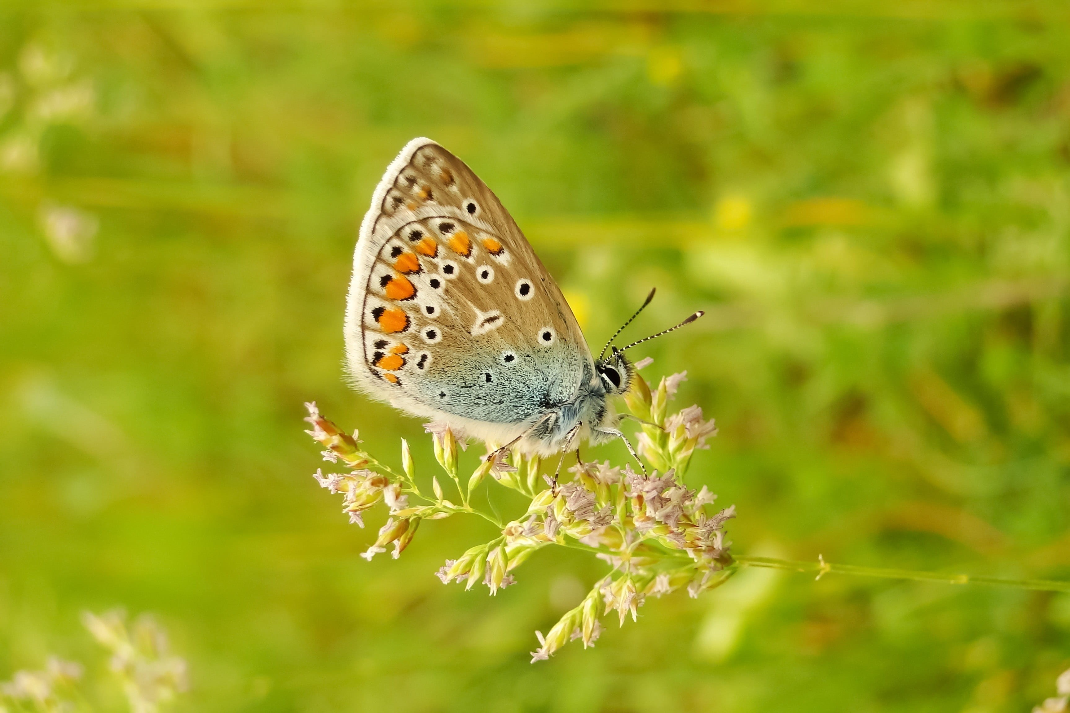 fragility, outdoors, polyommatus icarus, close-up, lawn, beauty in nature, animal markings, focus on foreground, 2K, sitting on the grass, butterfly - insect, HD Wallpaper