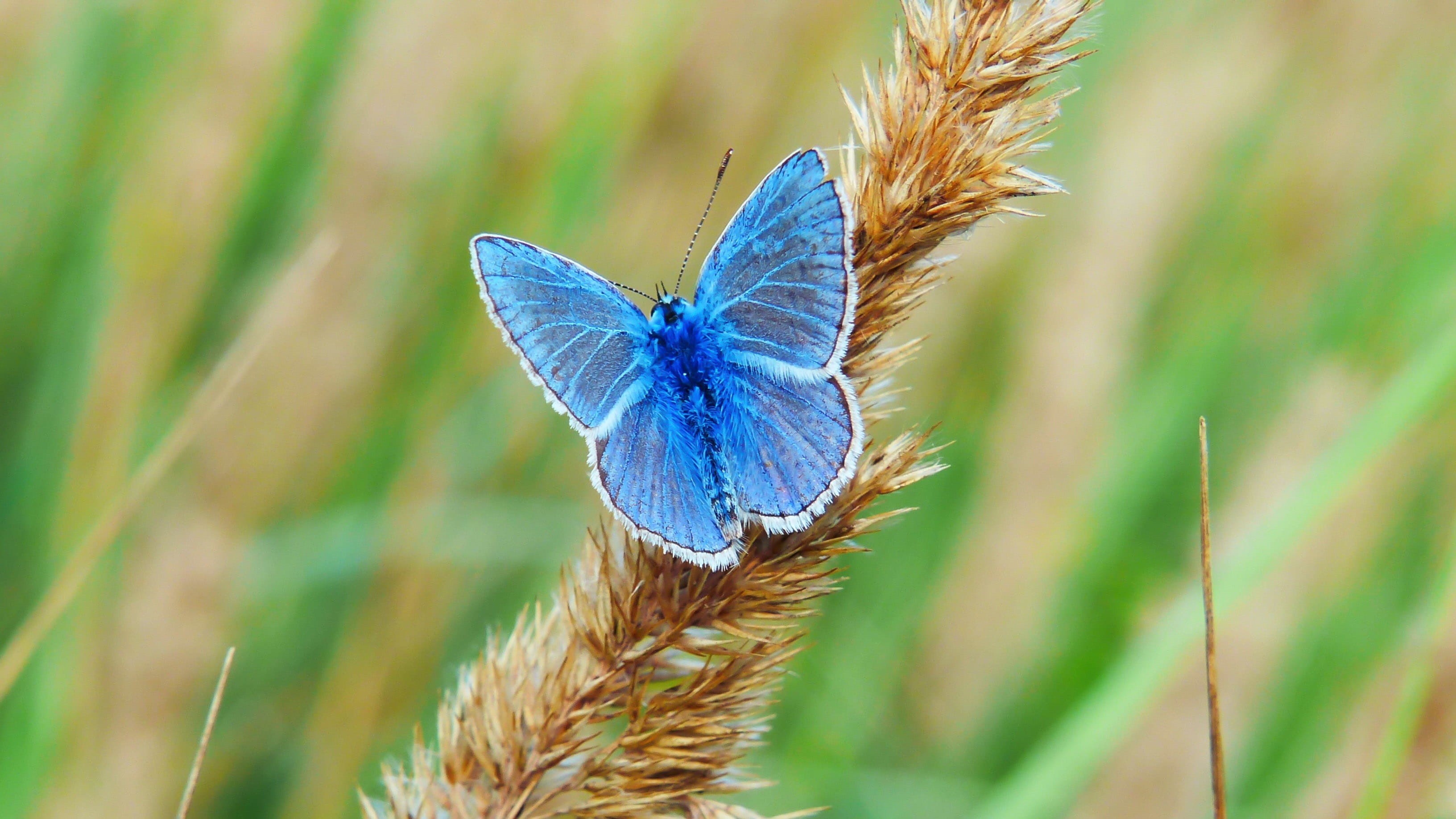 beauty in nature, one animal, invertebrate, close-up, animal themes, alive, butterfly day, polyommatus icarus, butterfly, model, animal wildlife, growth, HD Wallpaper