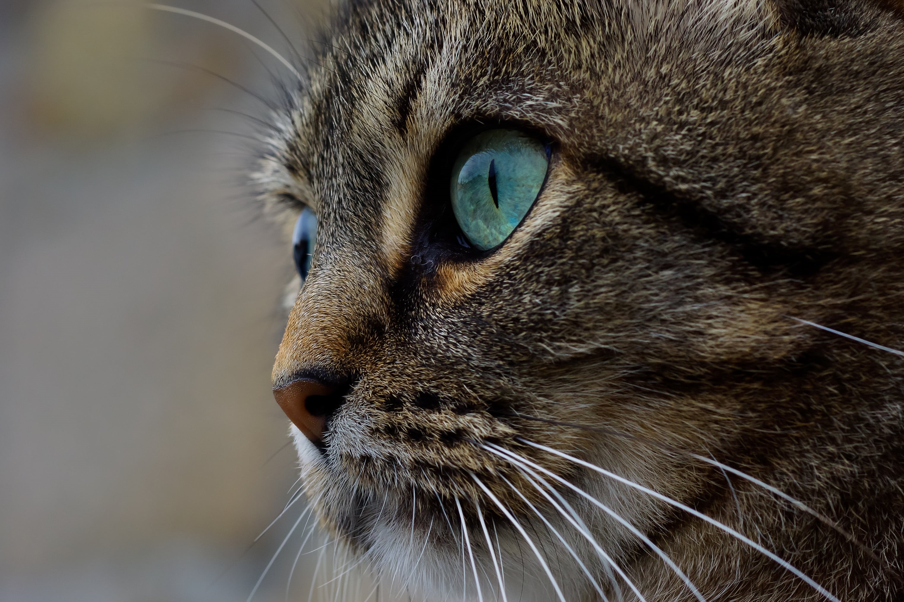 Photo, pets, domestic Animals, cute, Xelo, Coruña, feline, Galicia, mammal, 2K, Sony, fur, animals, domestic Cat, close-up, de, silver tabby, cats, looking, HD Wallpaper