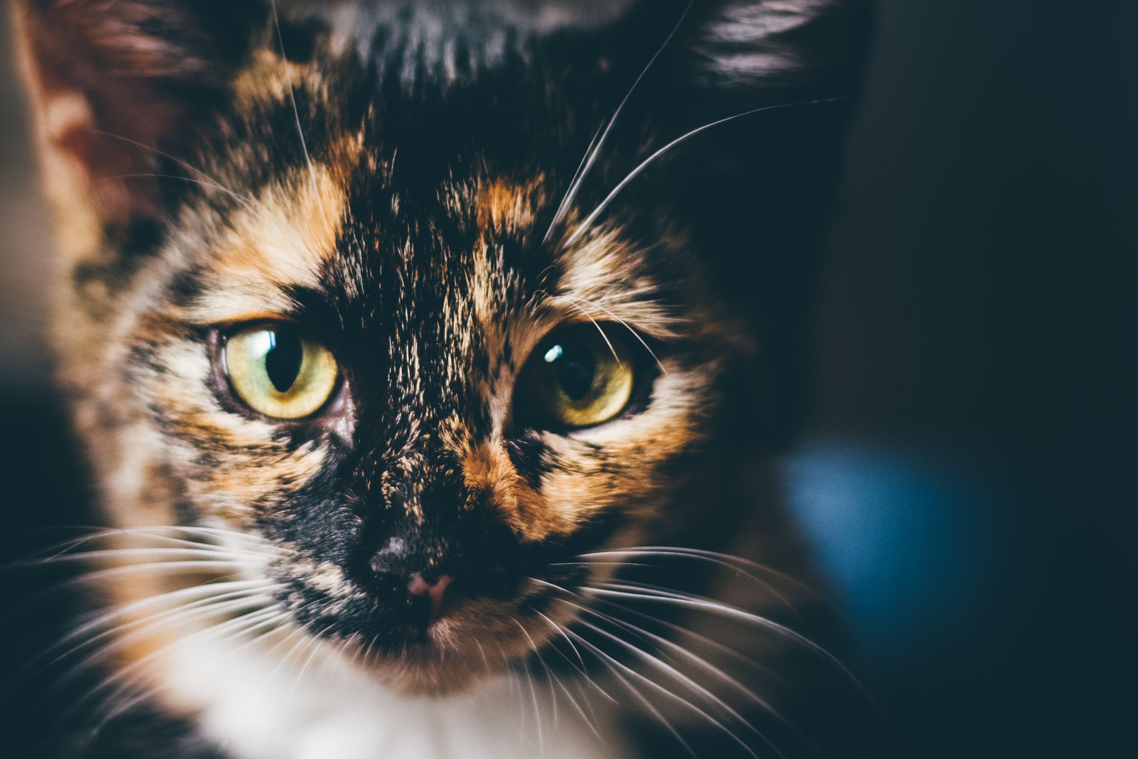 look, domestic cat, looking at camera, cats eyes, whisker, eyes, no people, one animal, close-up, focus on foreground, lucky cat, portrait, mammal, animal head, HD Wallpaper