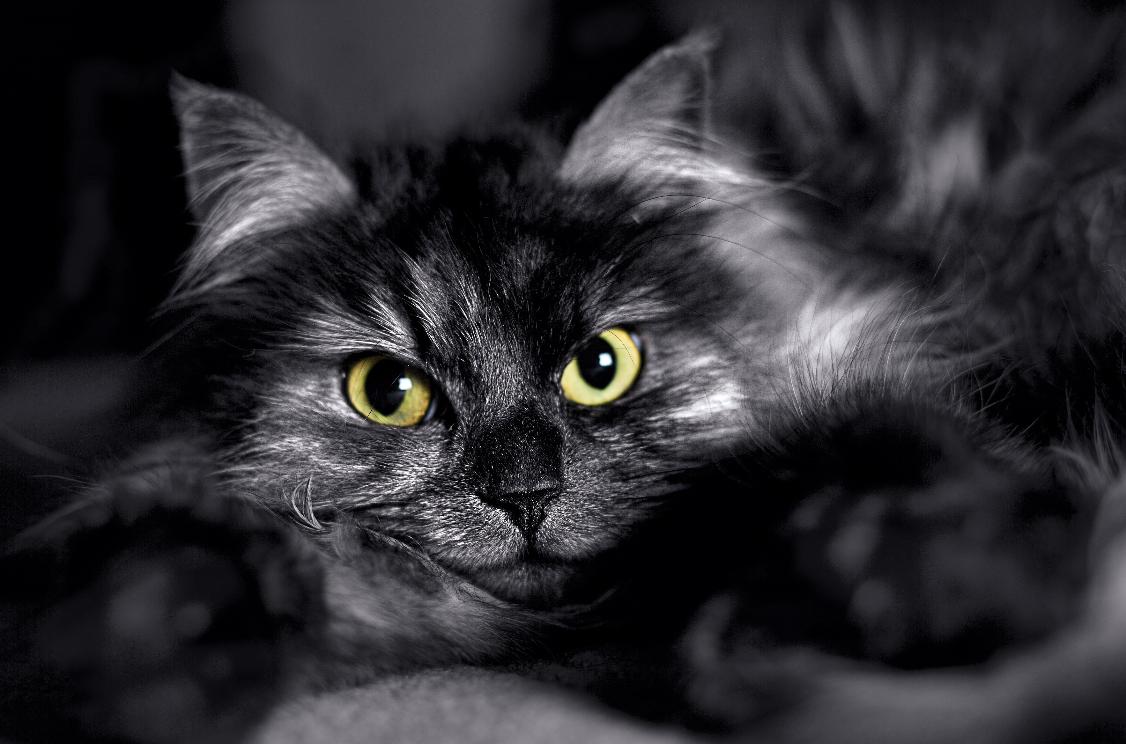 black, black Color, mammal, close up, eye, portrait, looking at camera, pet, selective focus, animal body part, domestic Animals, kitten, gray and white, HD Wallpaper