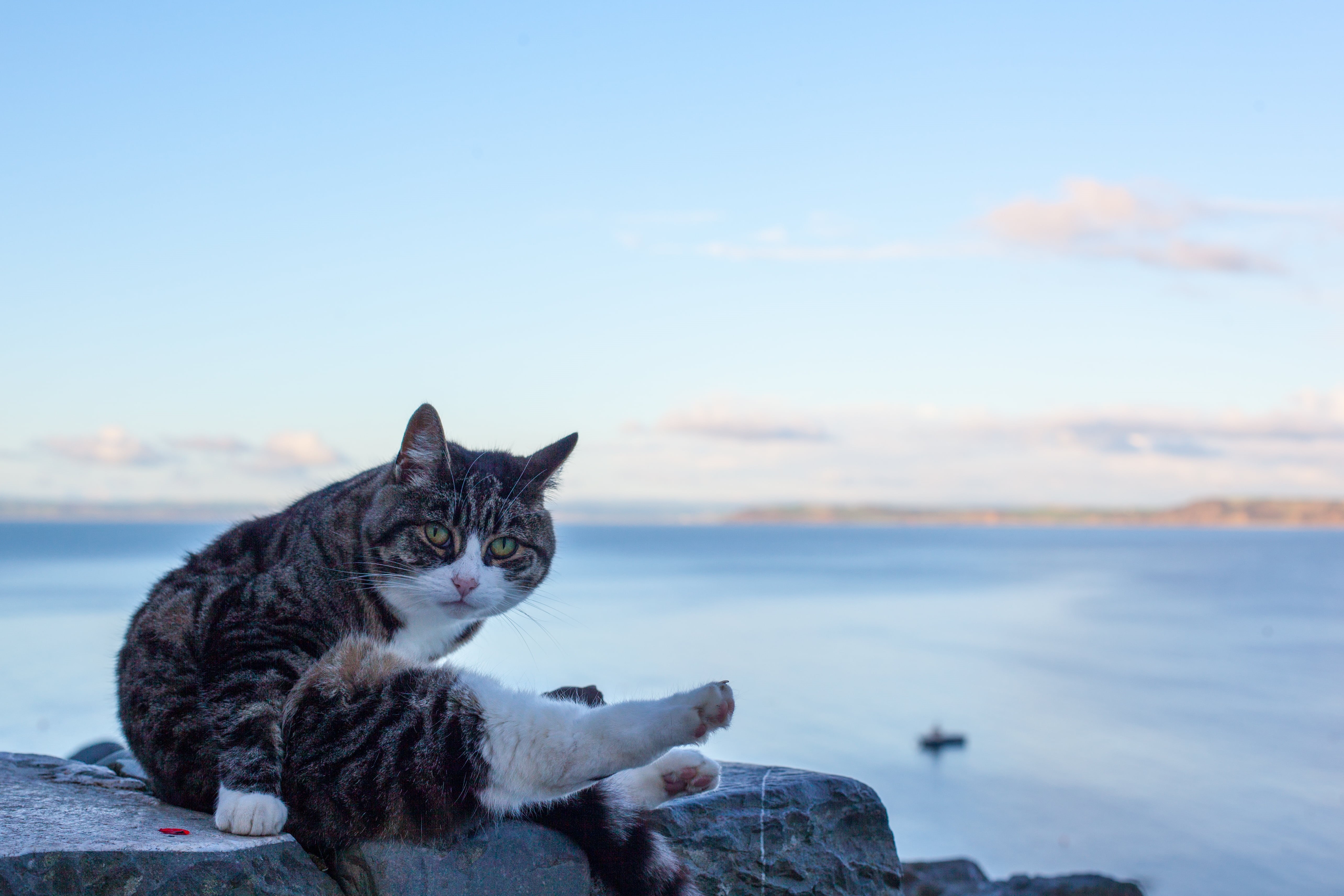 fur, ocean, gray, by the Sea, eyes, canon, domestic Cat, Clovelly, sky, Down, brown, cats, black and white, sitting, private, Why, kitten, setting sun, HD Wallpaper