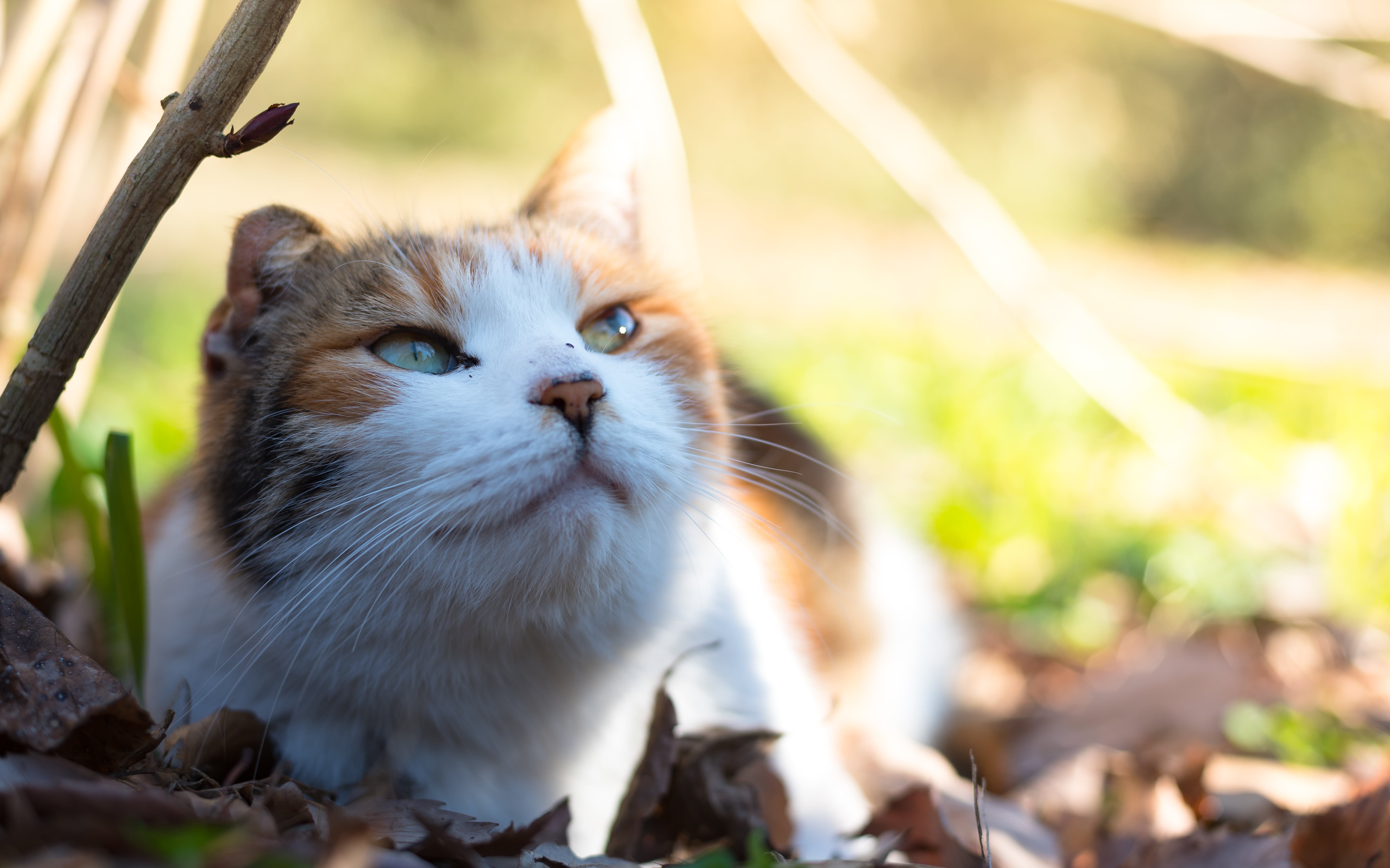 photo, kitten, small, dreamin, short, cat, ko, Miké, ネコ, white, fur, brown, Japan, domestic Cat, daytime, pets, mammal, nature, 5K, animal, young Animal, HD Wallpaper