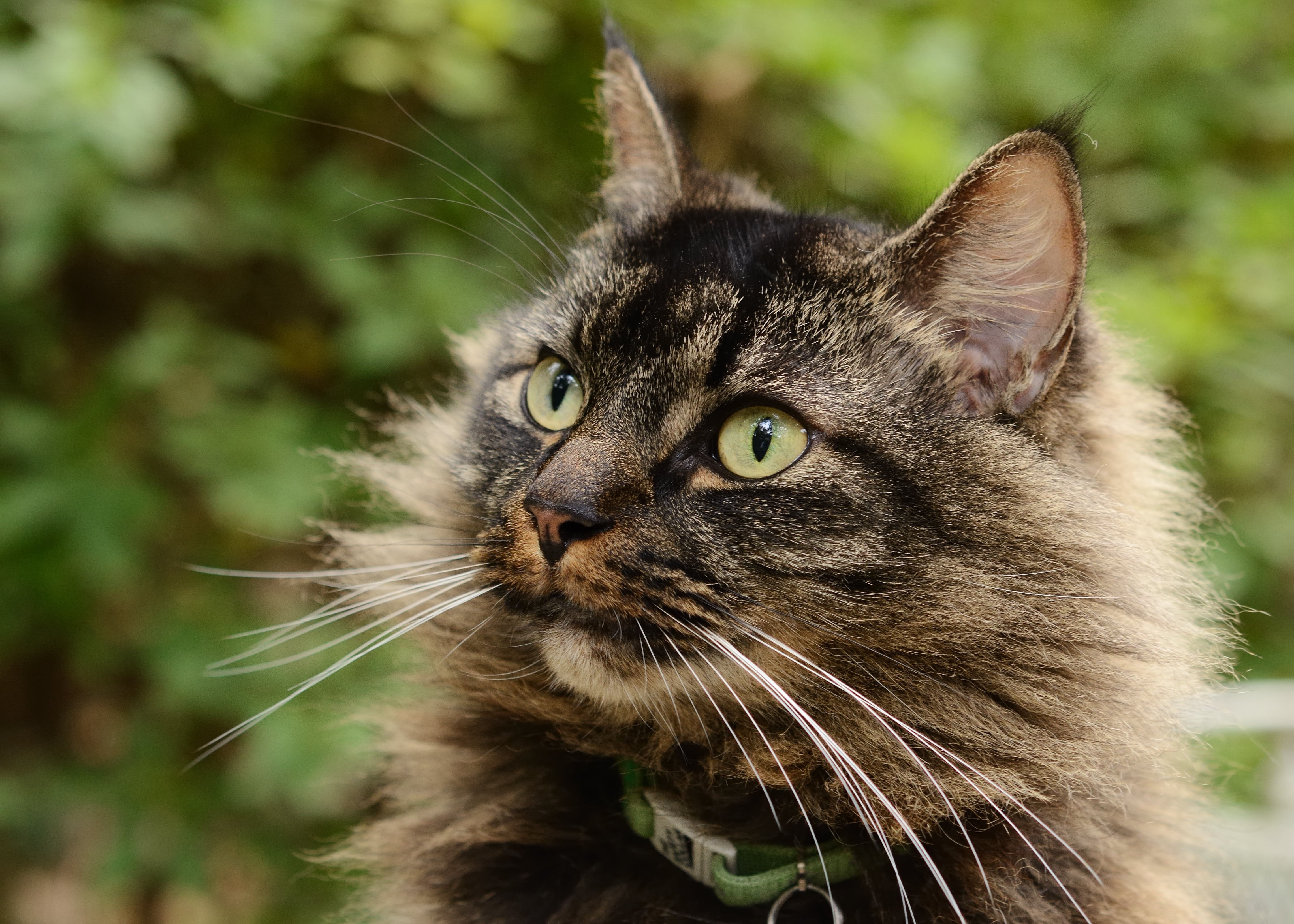 mammal, outdoors, pets, domestic Animals, Photo, First, 8G, feline, gray, cat, Mountain Brook, 4K, looking, brown, animal, close-up, close, 60mm, fur, HD Wallpaper