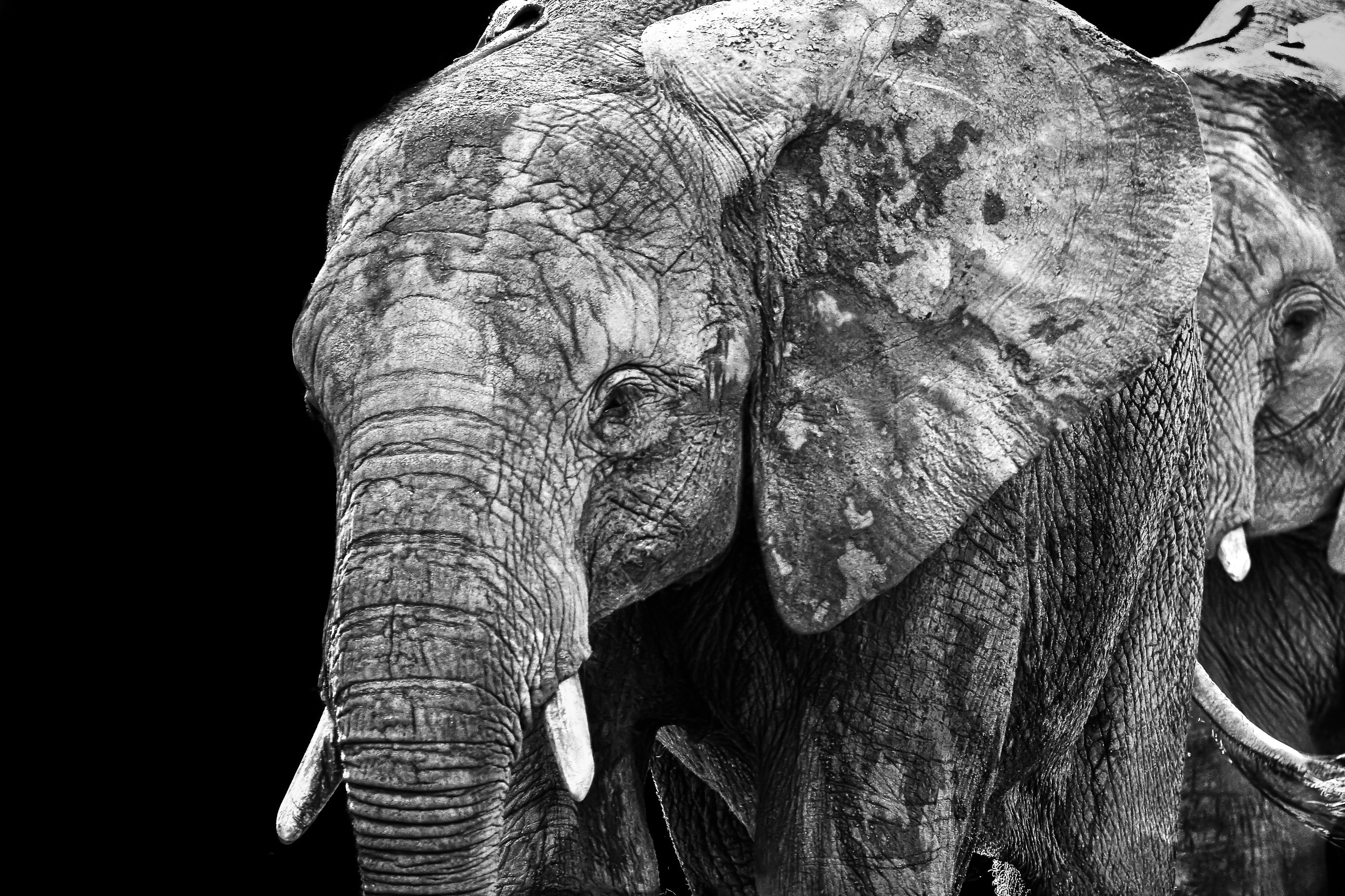 elephant, zoo, elephants, black and white, noir et blanc, gray, 4K, Brothers, HD Wallpaper