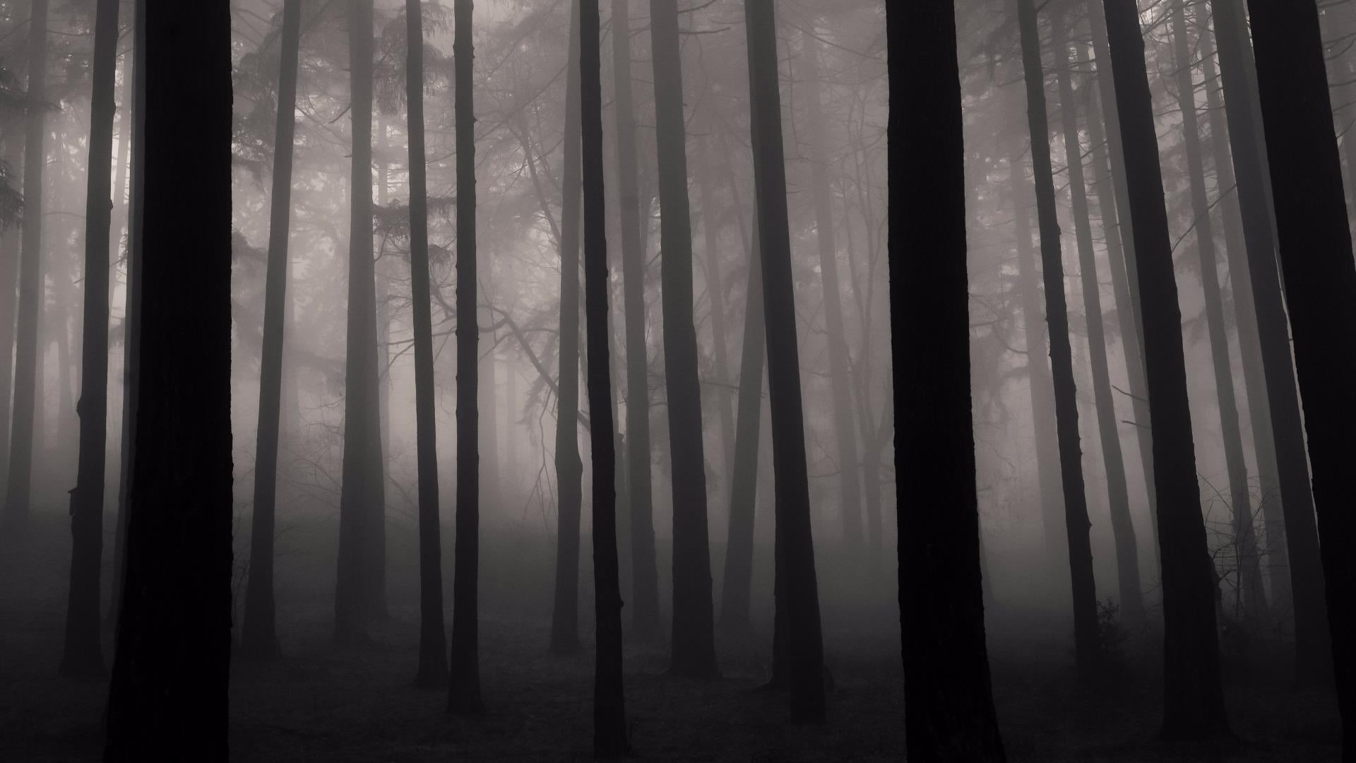 no people, 1080P, tree trunk, darkness, monochrome, growth, nature, black, day, black and white, cool, land, tree, forest, atmosphere, light, woodland, HD Wallpaper
