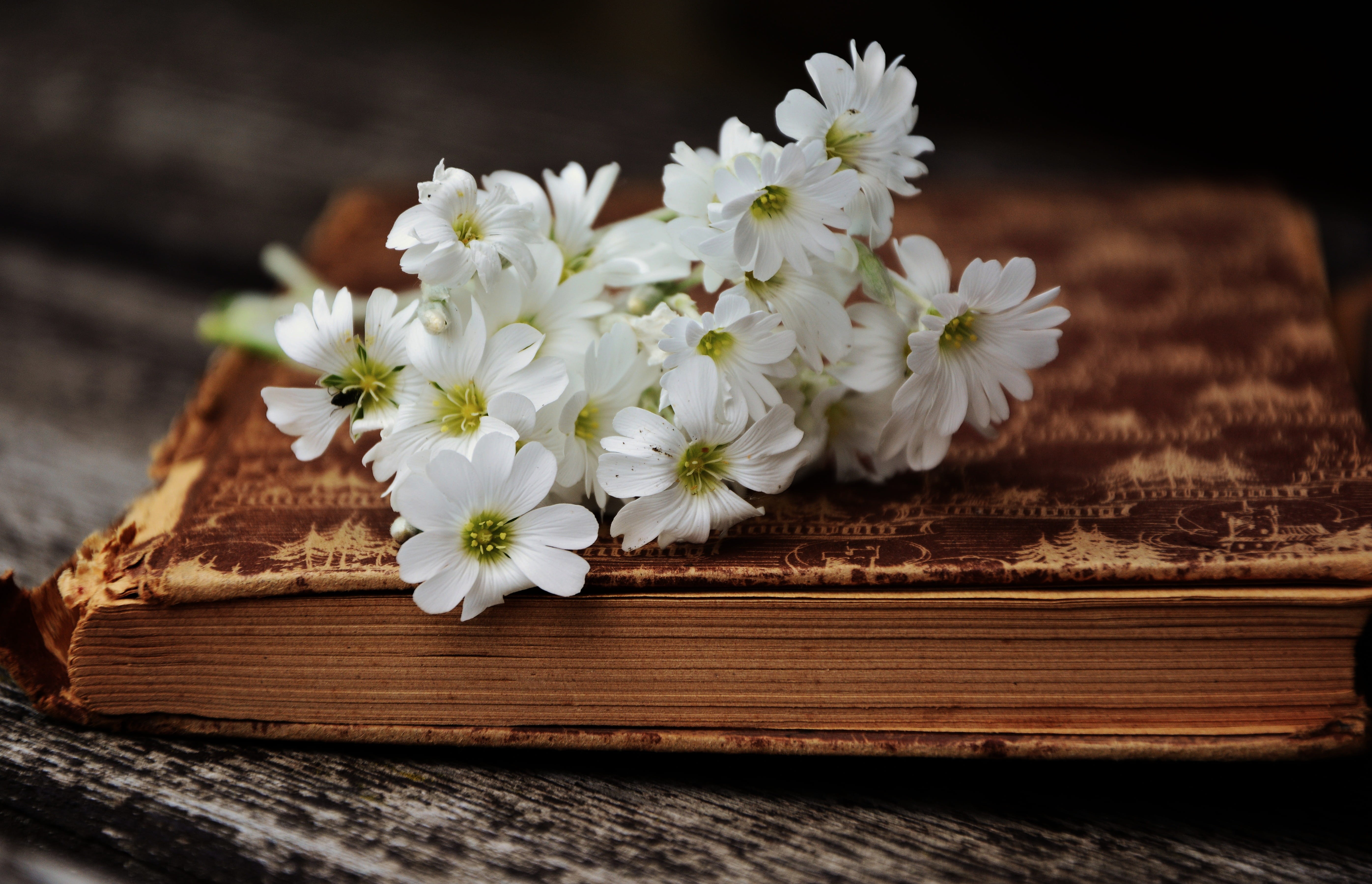 cover, old, bouquet, flower arrangement, flowering plant, tranquility, plant, brown, old-fashioned, literature, no People, daisy, historically, freshness, HD Wallpaper