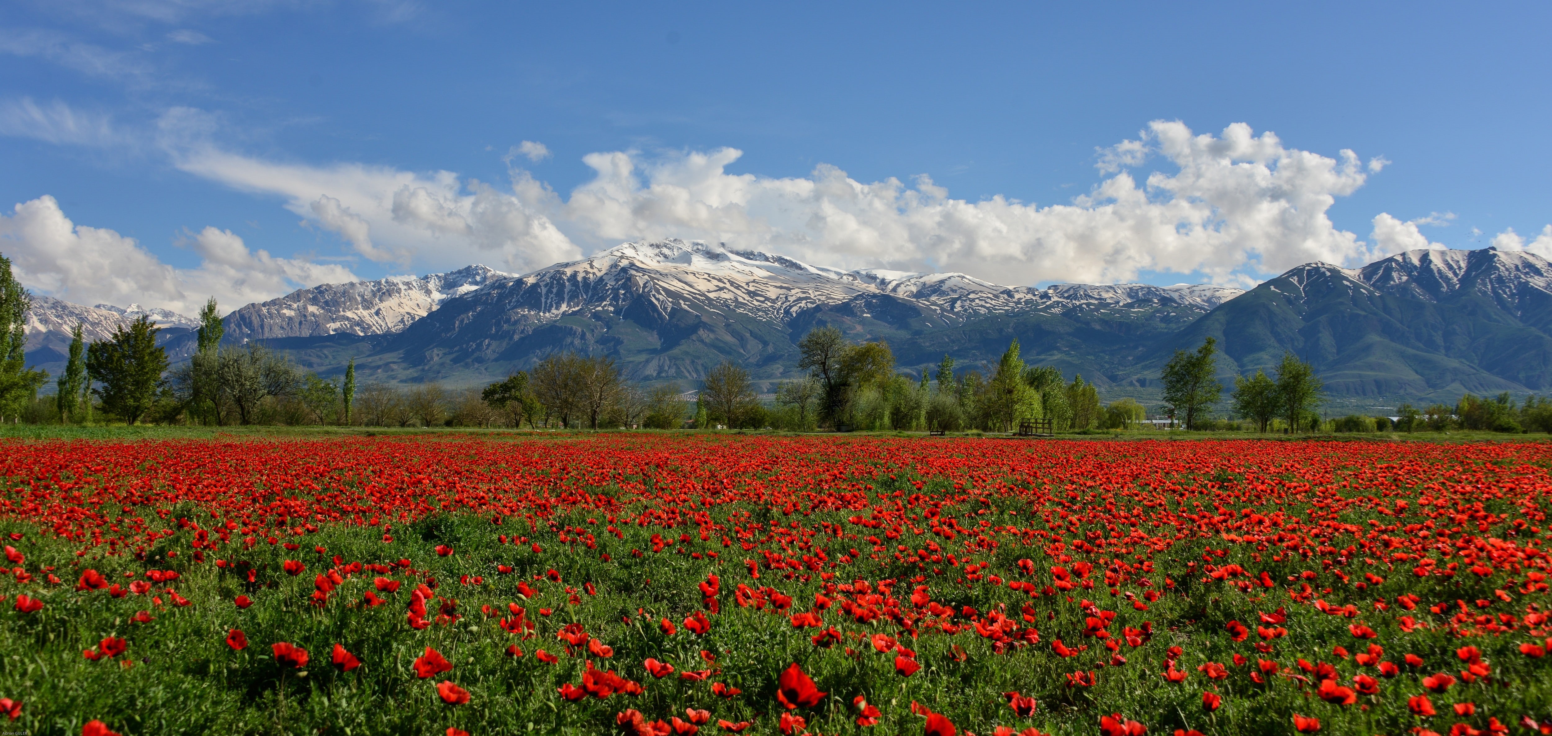 flowers, Erzincan, munzur, Mountain Well, field, poppies, Turkey, red, 4K, mountains, poppy field, Munzur Mountain, flower, mountain, HD Wallpaper