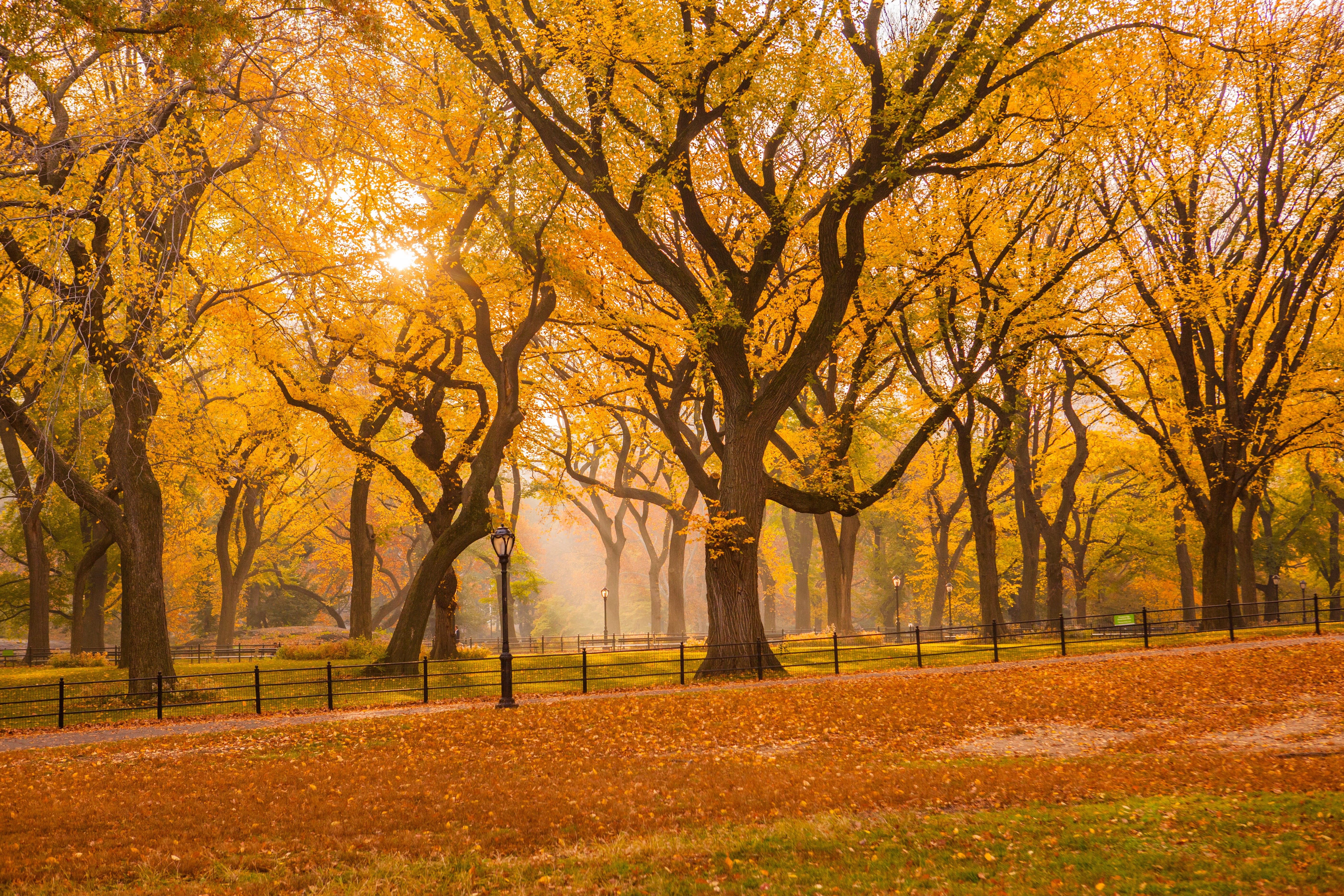 sunlight, Central Park Mall, New York City, 5K, tree, Fall Foliage, trees, landscape, season, forest, october, photo, yellow, central, autumn, park - Man Made Space, HD Wallpaper