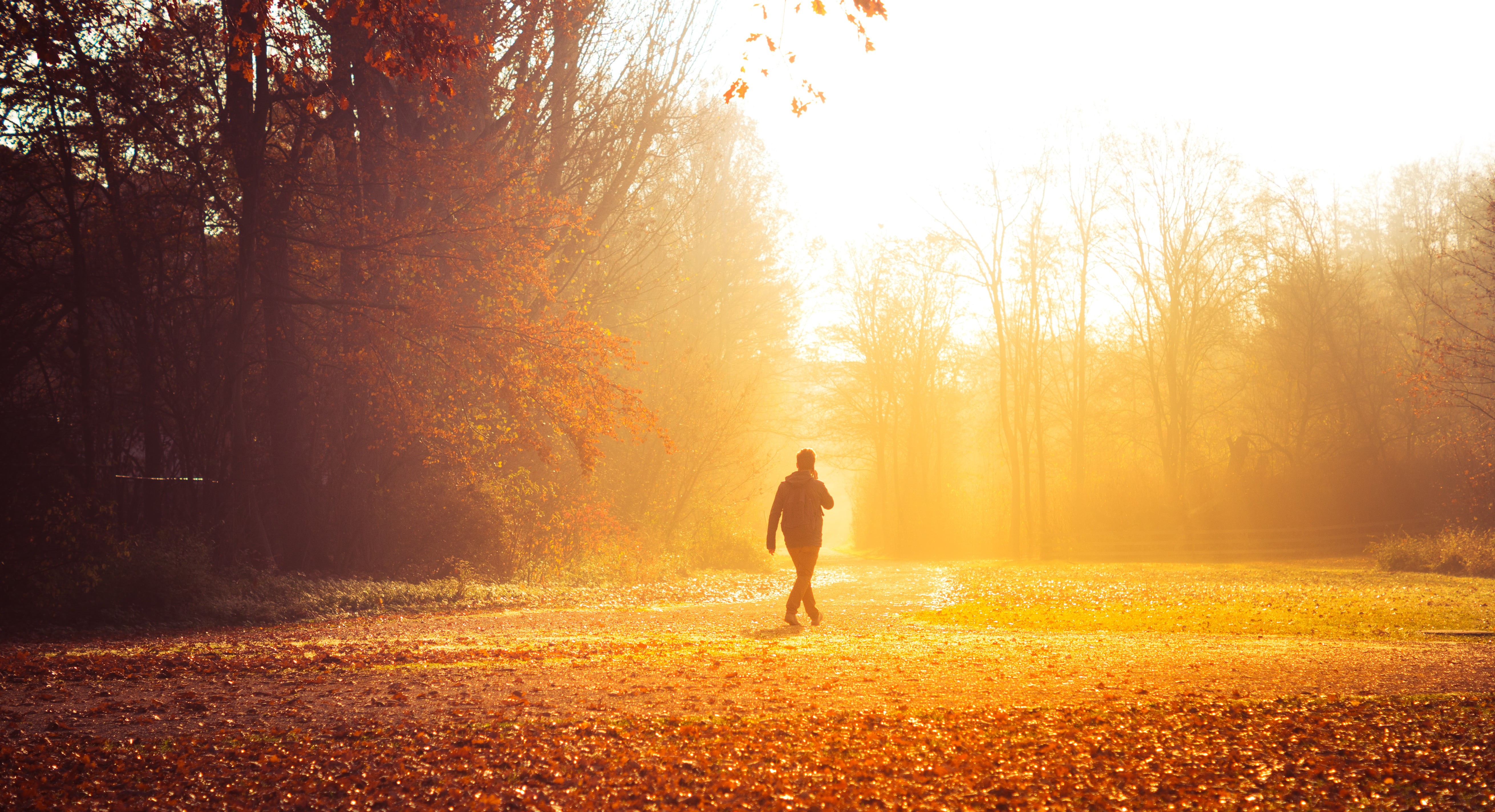 people, beautiful, shiny, nature, Franconia, morning, tree, forest, park - Man Made Space, Whispers, autumn  fall, dreamy, red, Germany, one Person, outdoors, HD Wallpaper
