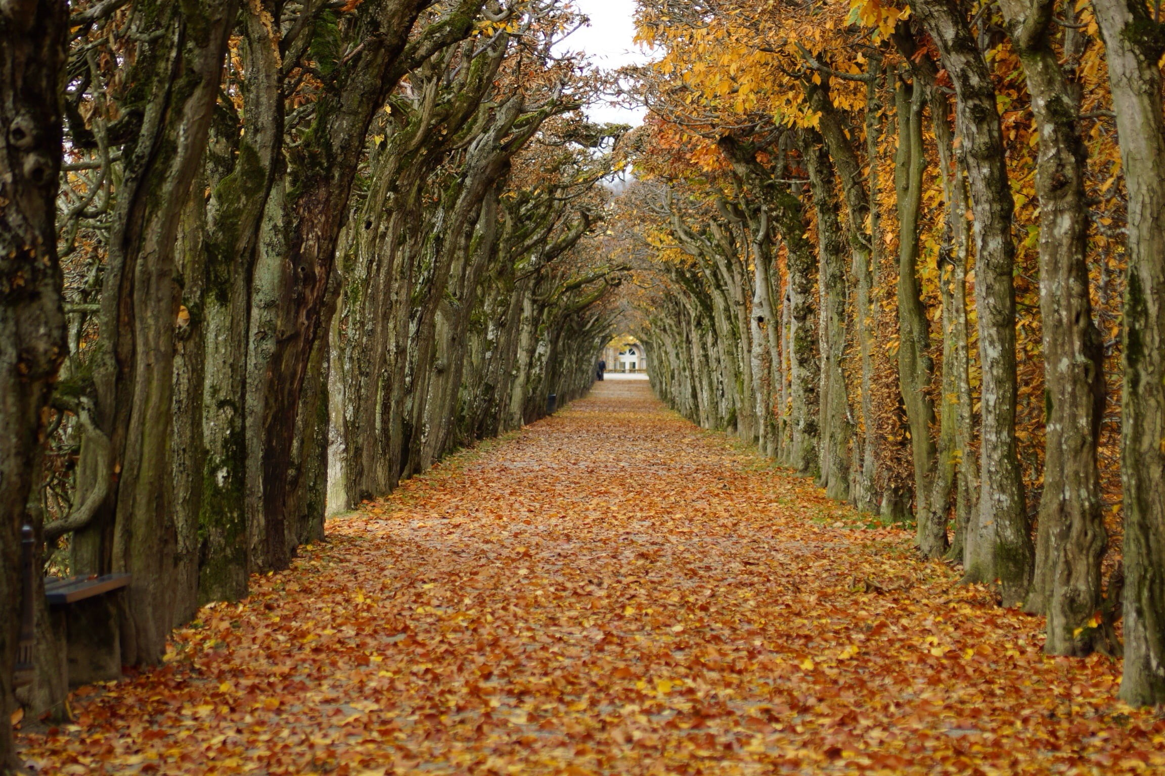 park - Man Made Space, gold Colored, on road, nature, orange Color, autumn, leaf, trees, tree, Bayreuth, selective focus, 1080P, selective, orange, road, HD Wallpaper